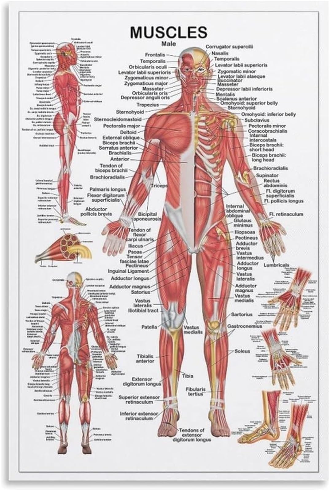 VWWJCCRO Body Muscle Anatomy Educational Poster Human Anatomy Wall-Art for Classroom Gym Bedroom