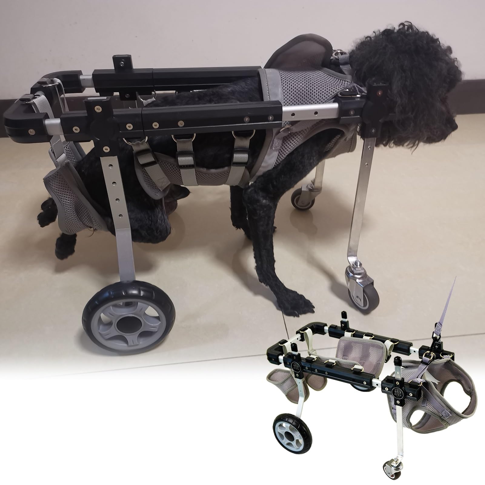 Chariot pour chiens handicapés : le fauteuil roulant pour balades