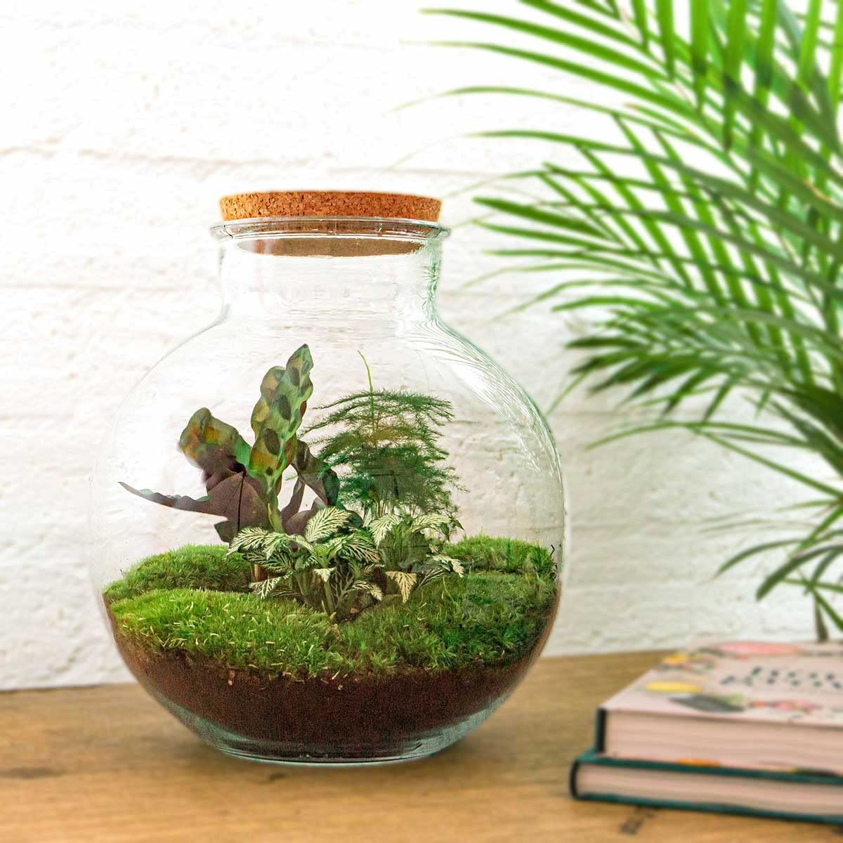 Terrarium do roślin • Bolder Bob • roślina ekosystemowa • ↑ 30 cm – DIY – kompletny zestaw terrarium – terrarium do roślin – urbanjngl | terrarium + grabie + łopatka