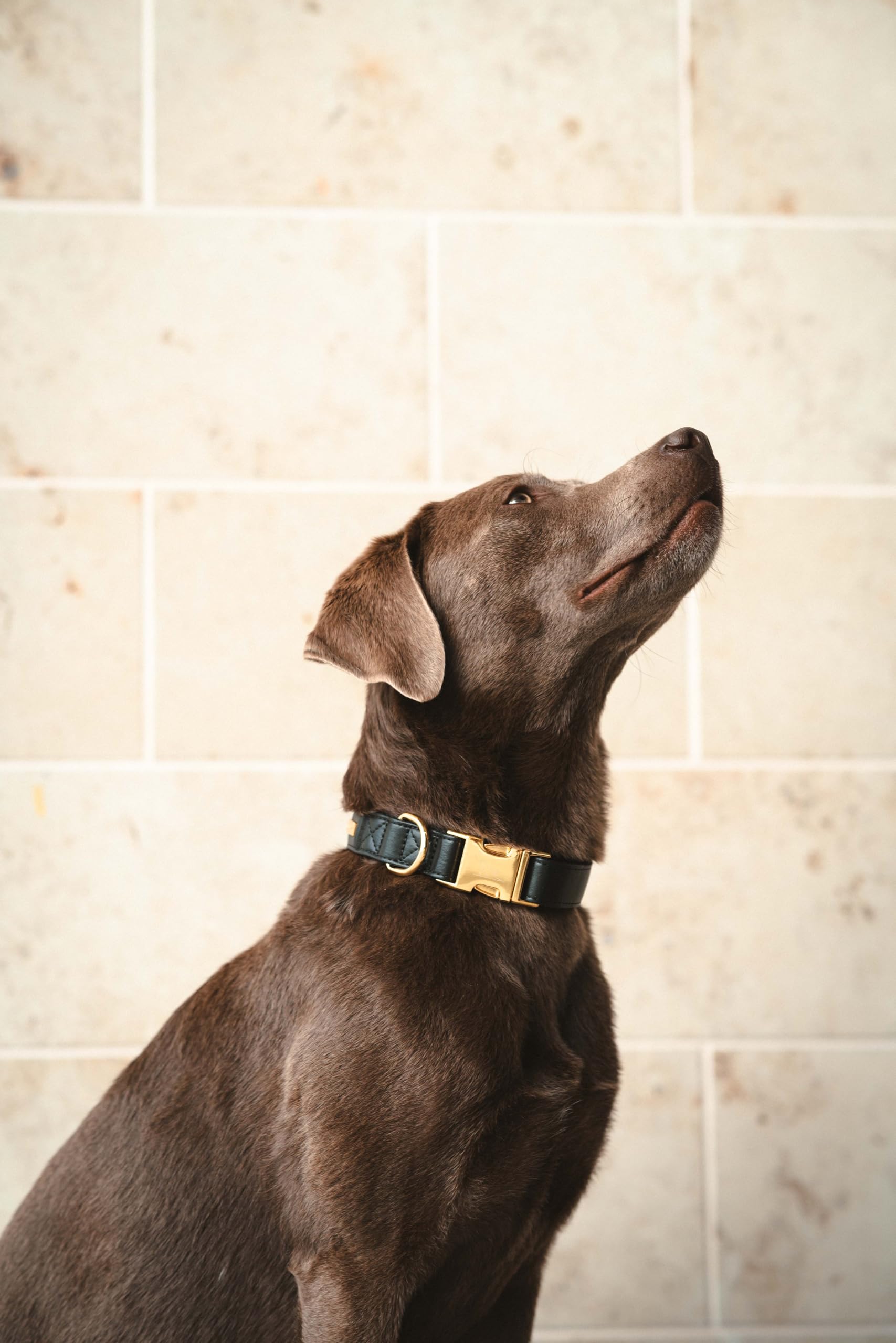 Midnight Hundehalsband & Leine Set | Veganes Leder Schwarz/Gold | Verstellbar | Kleine & mittelgroße Hunde (S/M 29–41 cm)