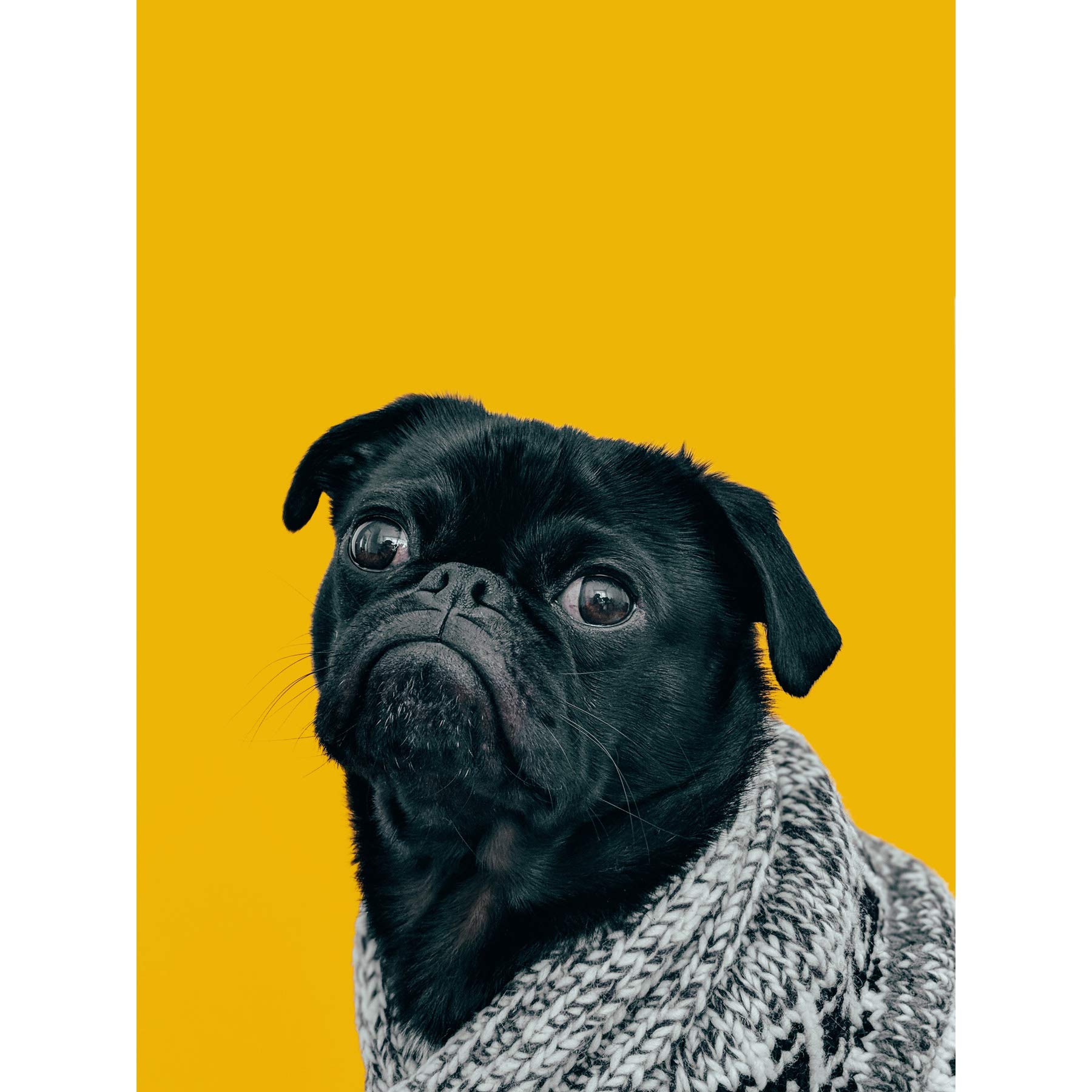 Deluvio Pug Dog Puppy In Sweater Large Art Print Poster Wall Decor 18x24 inch