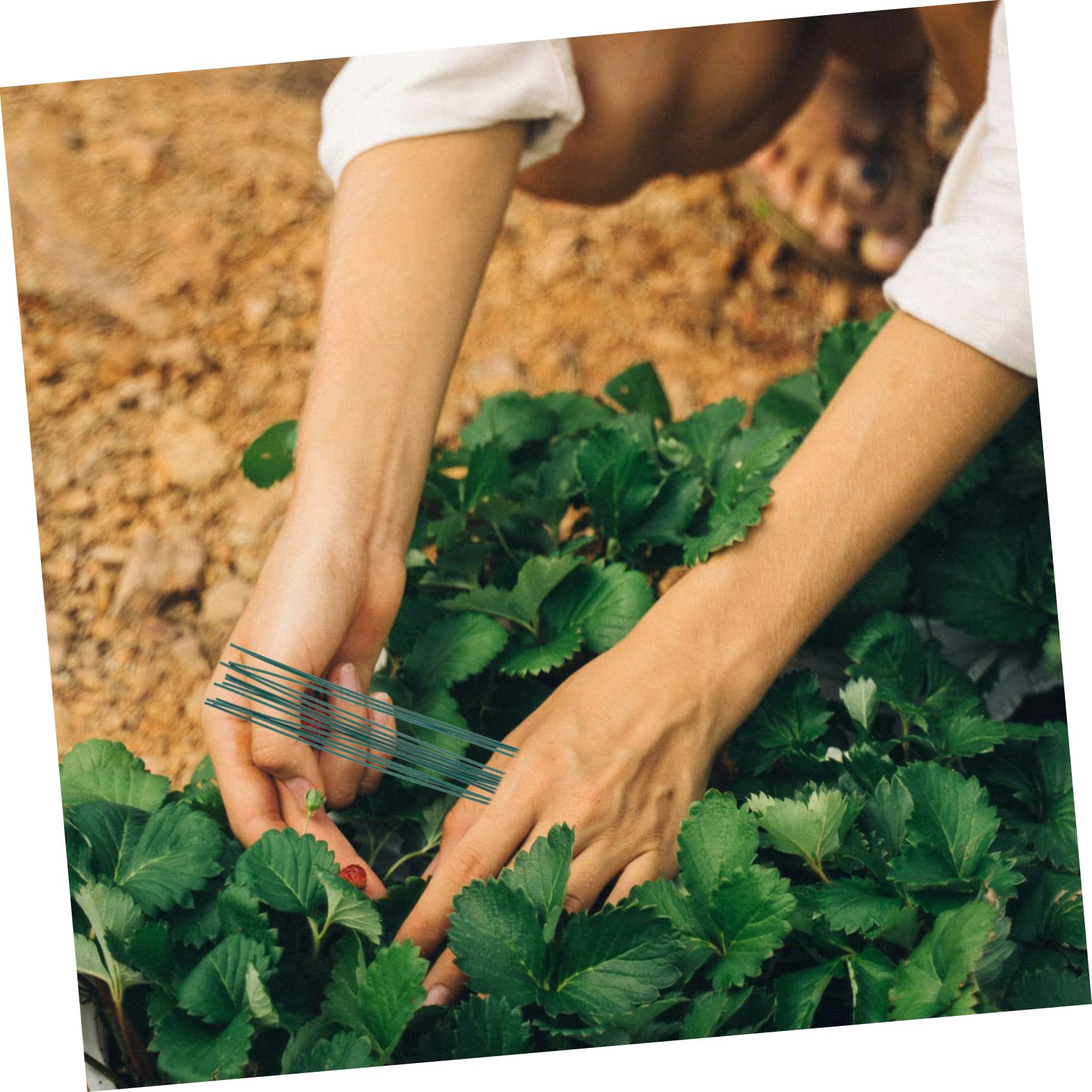 SUPVOX 3000piezas Cinta Trenzada Reutilizable para Atar Plantas Alambre De Jardinería para Sujeción De Ramas y Organización De Cables El Jardín