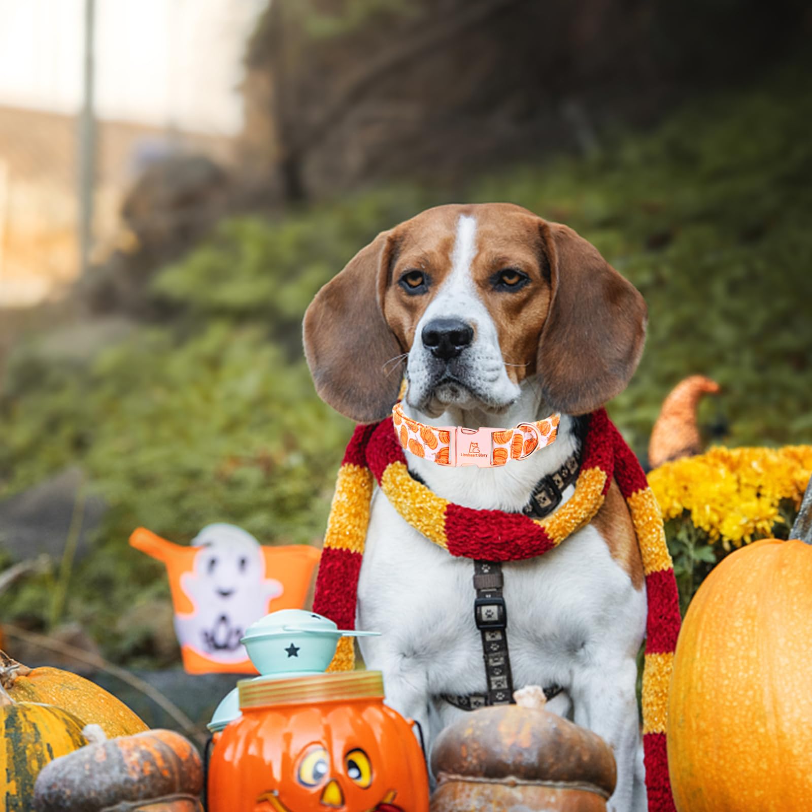 Lionheart glory Halloween Hundehalsbänder Kürbis Hundehalsband Heavy Duty Verstellbar Herbst Hundehalsband für großes Halsband Hund weiblich oder männlich Hundehalsband