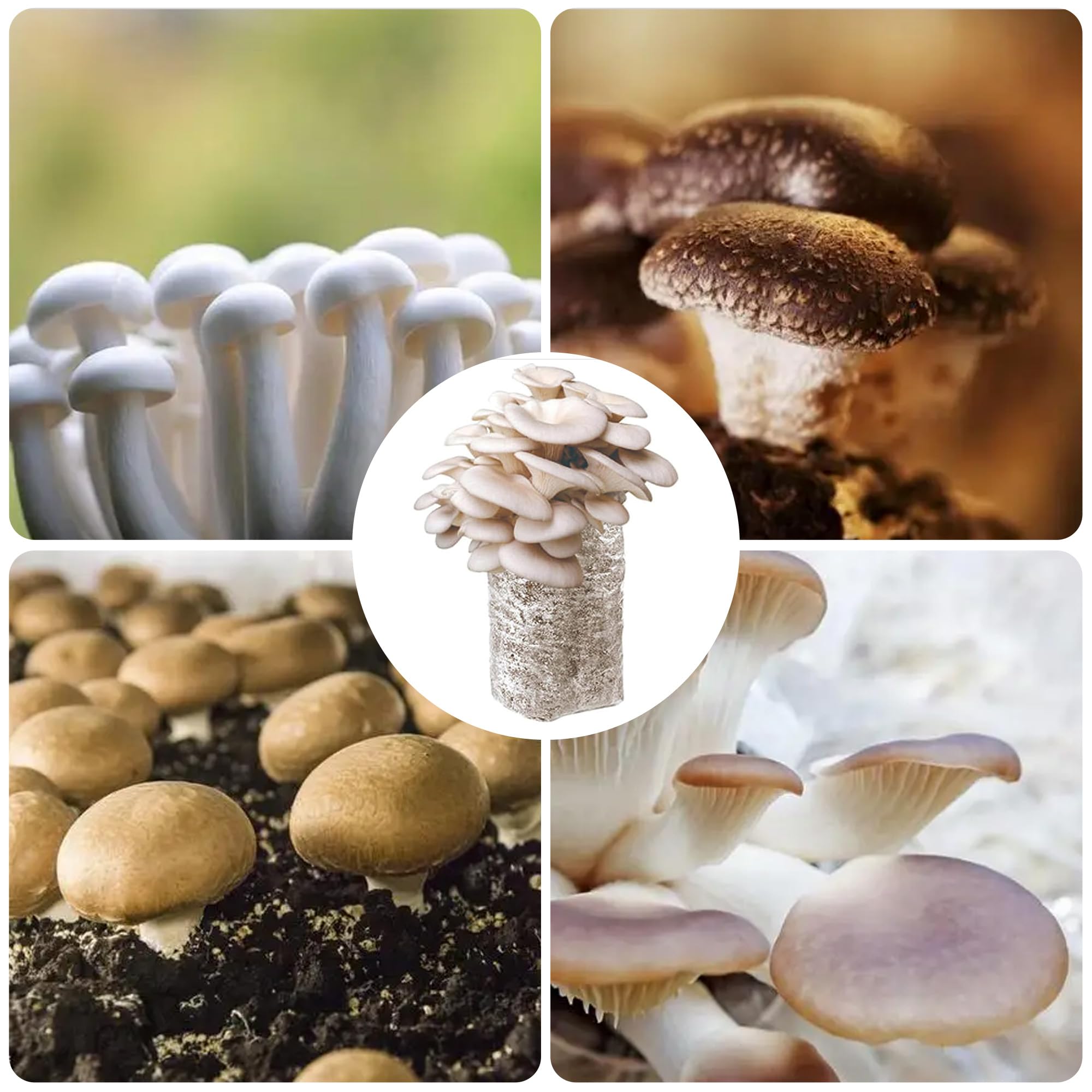 50 Sacs De Culture Pour Champignons - 18x35cm, Avec Filtre à Air, En PP Transparent