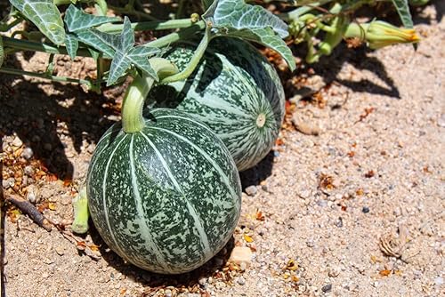 Miniatura 6 de Semillas de melón para plantar (10 semillas) - Cultiva tu propia comida (melón amargo blanco)