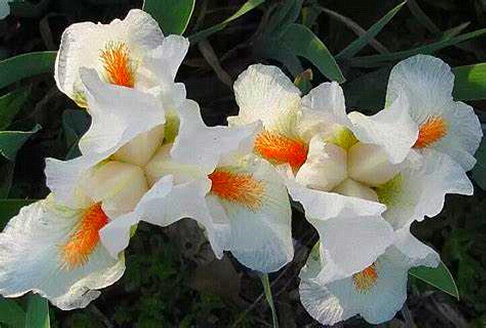 Bearded Iris Bulbs for Planting,Bearded Iris Bulbs Mix,Excellent Display Indoor Perennial Balcony Garden Bulbs,Bearded Iris,Flowering Rhizome-8bulbs-B