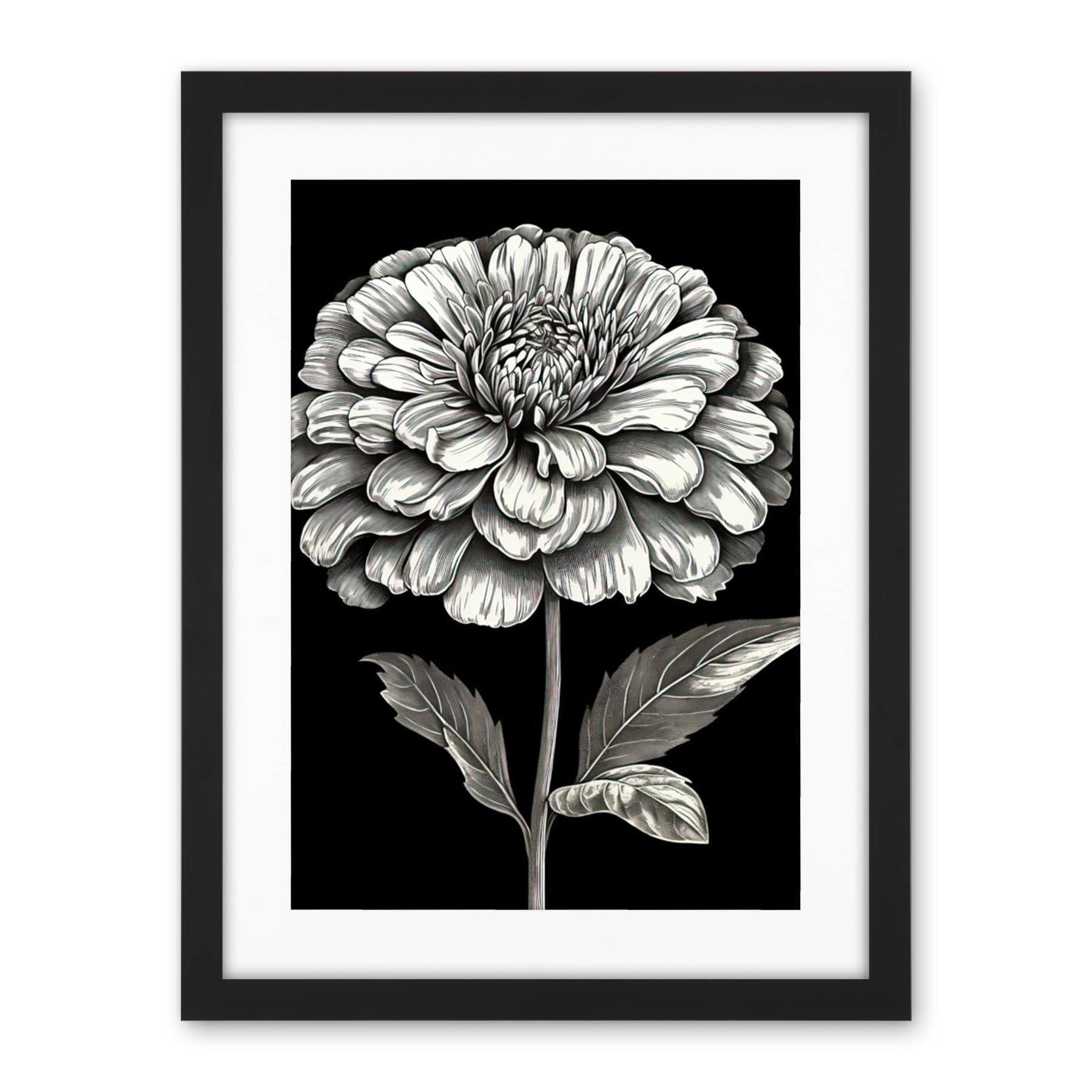 Artery8 Zinnia Flower Bloom Black and White Illustration Artwork Framed Wall Art Print 18X24 Inch