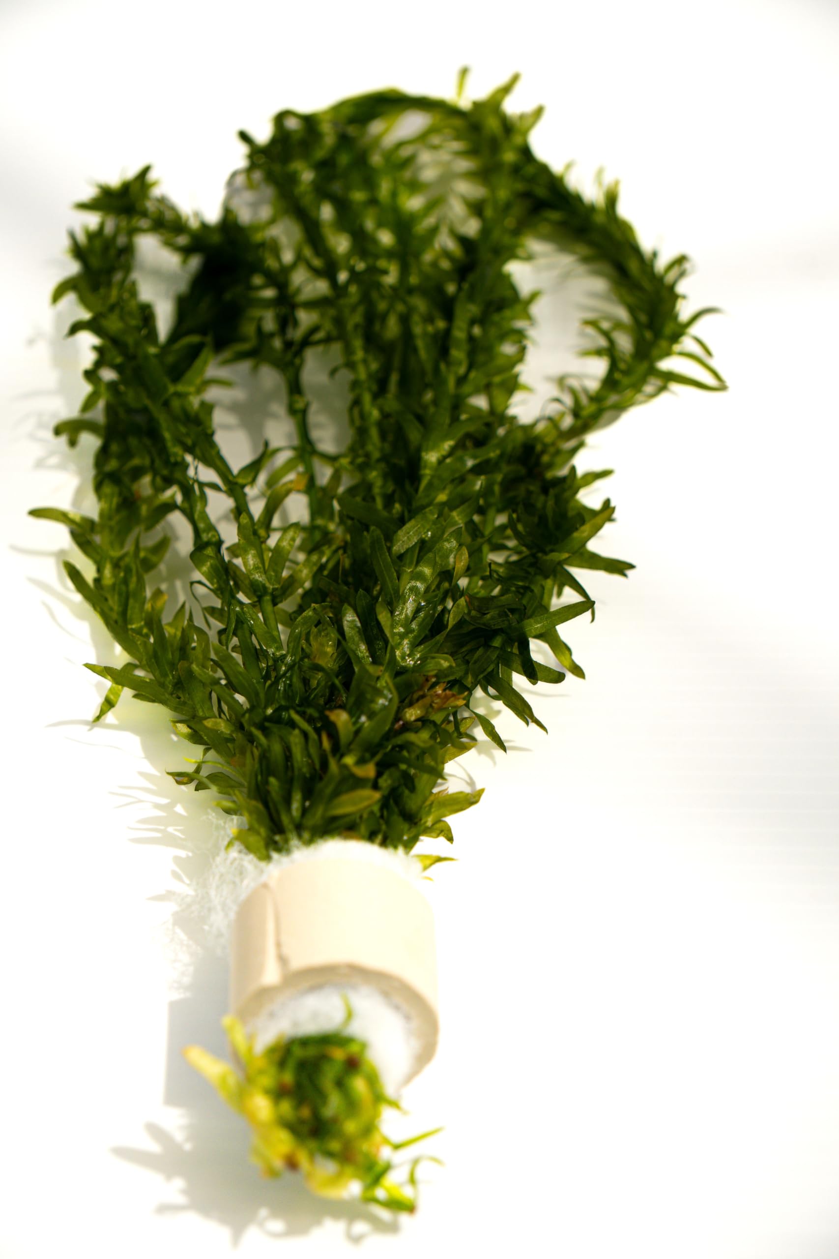 Lincolnshire Pond Plants Ltd - 5 x Oxygenating Weed Live Pond Plant ELODEA DENSA - Also Aquarium Aquatic Plants (Weighted)