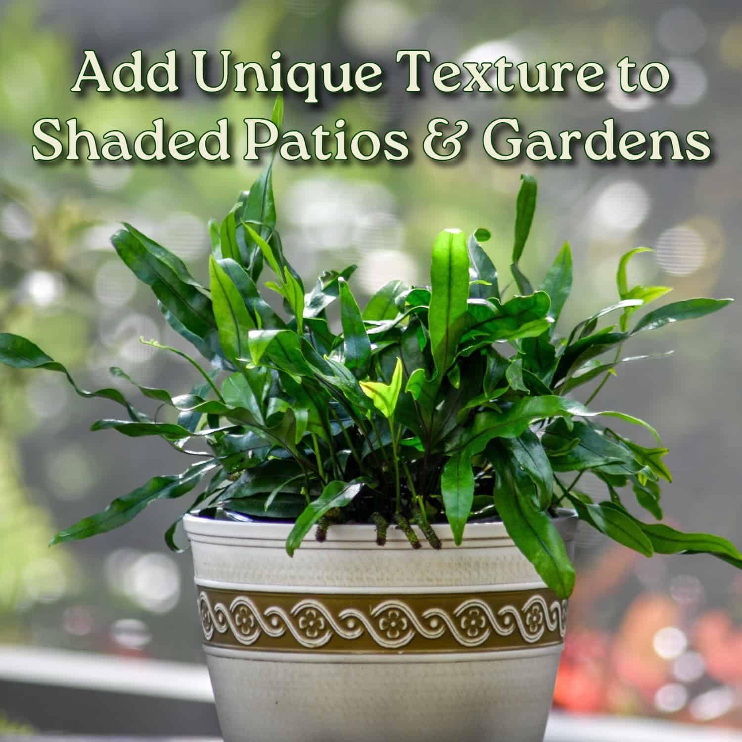 Kangaroo Paw Fern Plant - Small Fern Plants Live - Overall Height 10" to 14" - 1 Gallon Pot - Tropical Plants of Florida