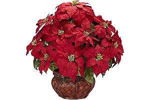 Luxurious Live Poinsettia Arrangement: Adorn Your Home with Festive Elegance