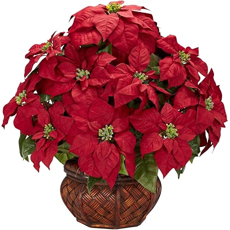 Luxurious Live Poinsettia Arrangement: Adorn Your Home with Festive Elegance