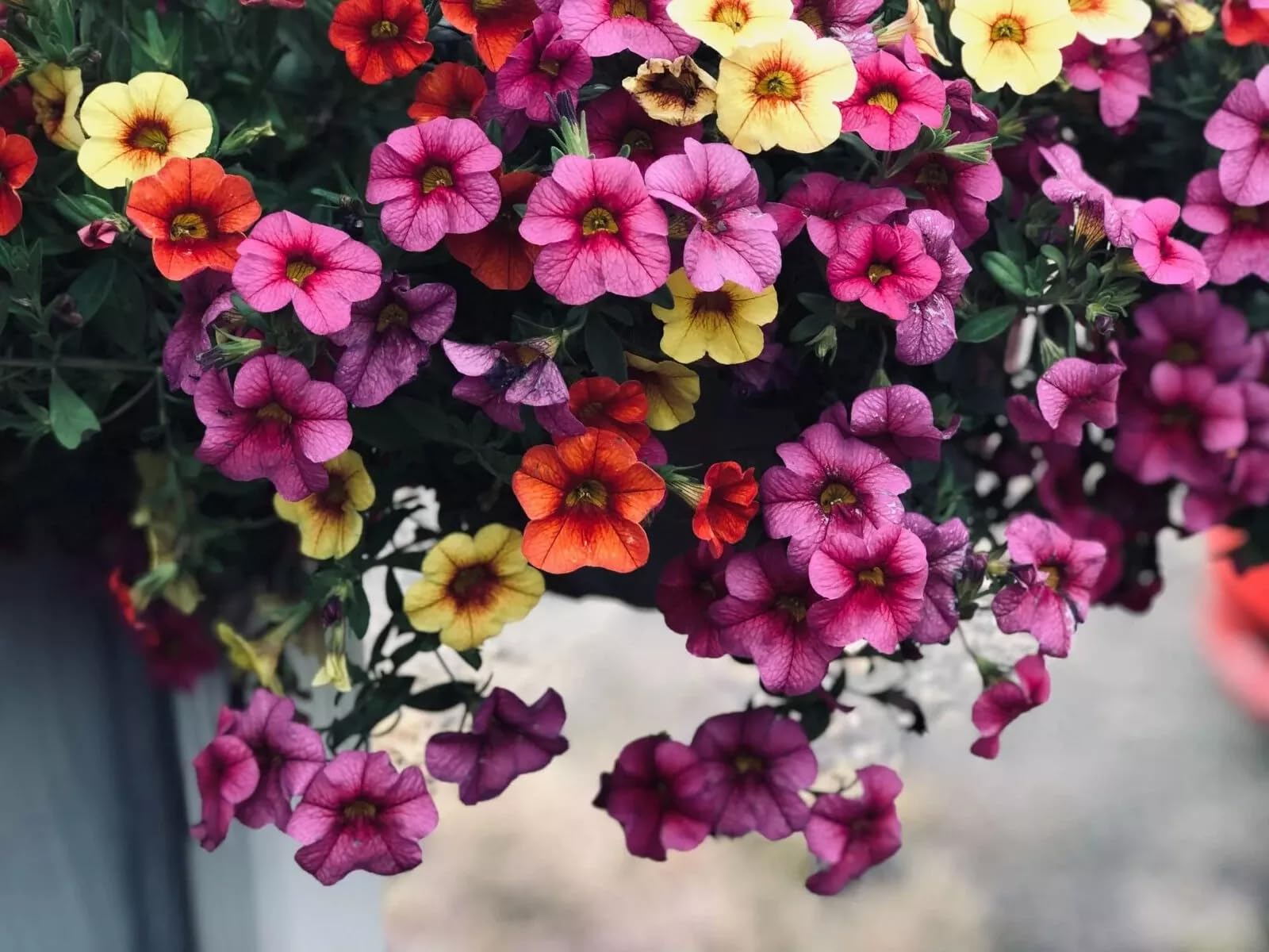 1000 Seeds/Ultimate Petunia Seed Collection (Vibrant and Trailing Varieties for Stunning Hanging Baskets, Garden Beds, and Pots) (Balcony Mixed)