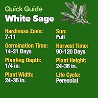 Vista 166 de HOME GROWN Más de 1000 semillas de cilantro para plantar en interiores o exteriores, hierbas tradicionales sin OMG, semillas de plantas de cilantro