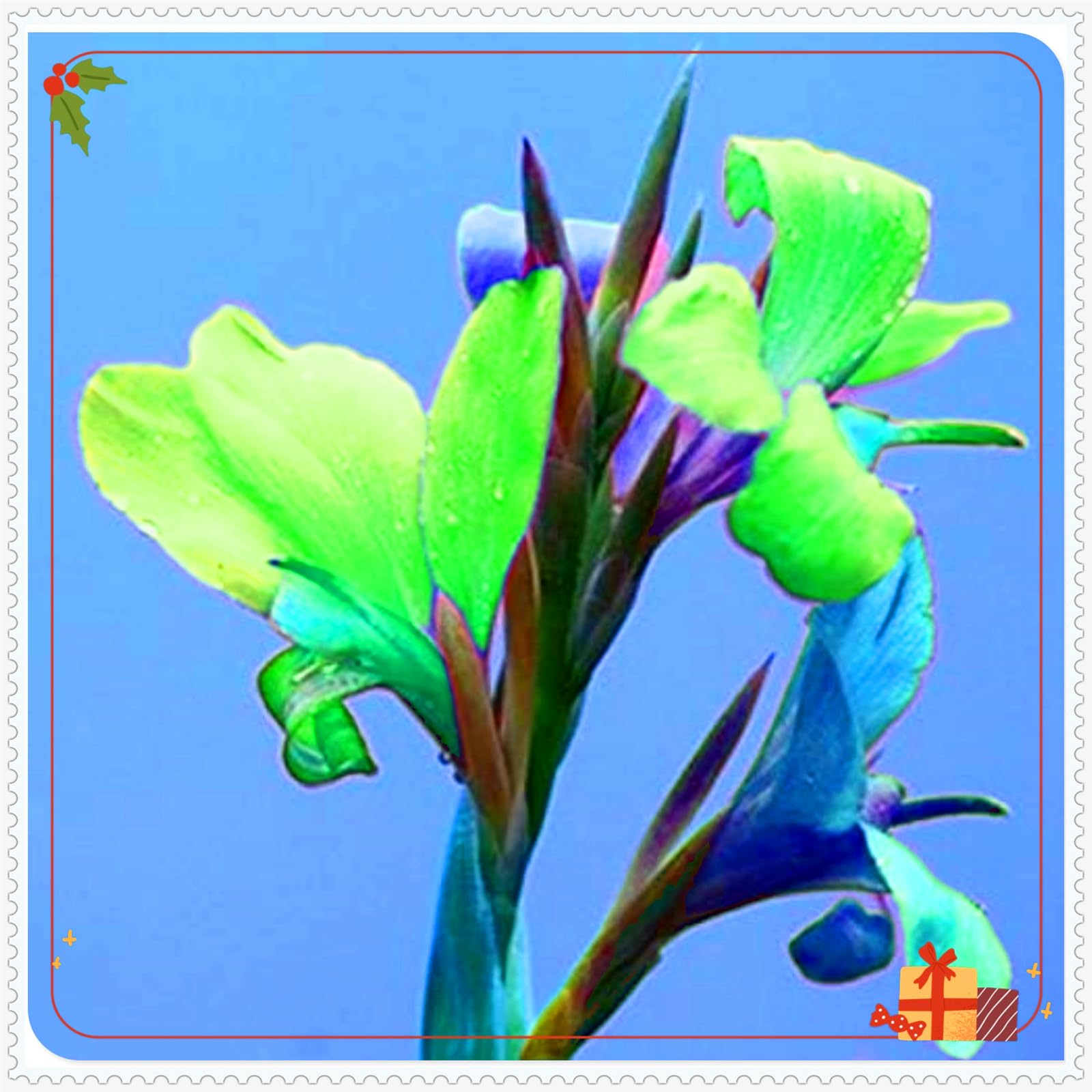 Perennial,Giant Canna Lily Bulbs, Hardy, Professional for Beautiful Garden Displays-3 Bulbs-B