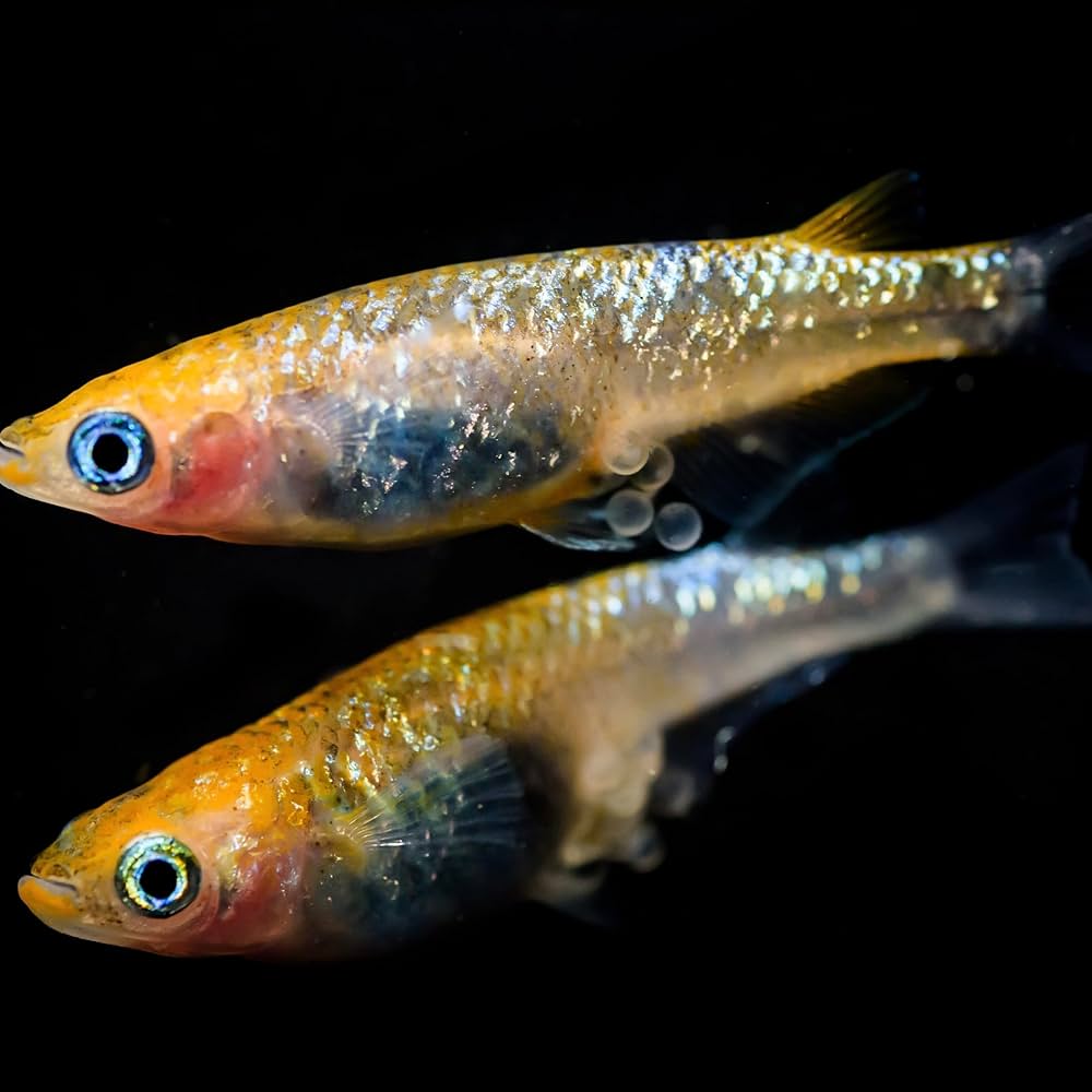 Amazon.co.jp: 【めだか卵】夜桜ゴールド 有精卵25個＋α メダカ