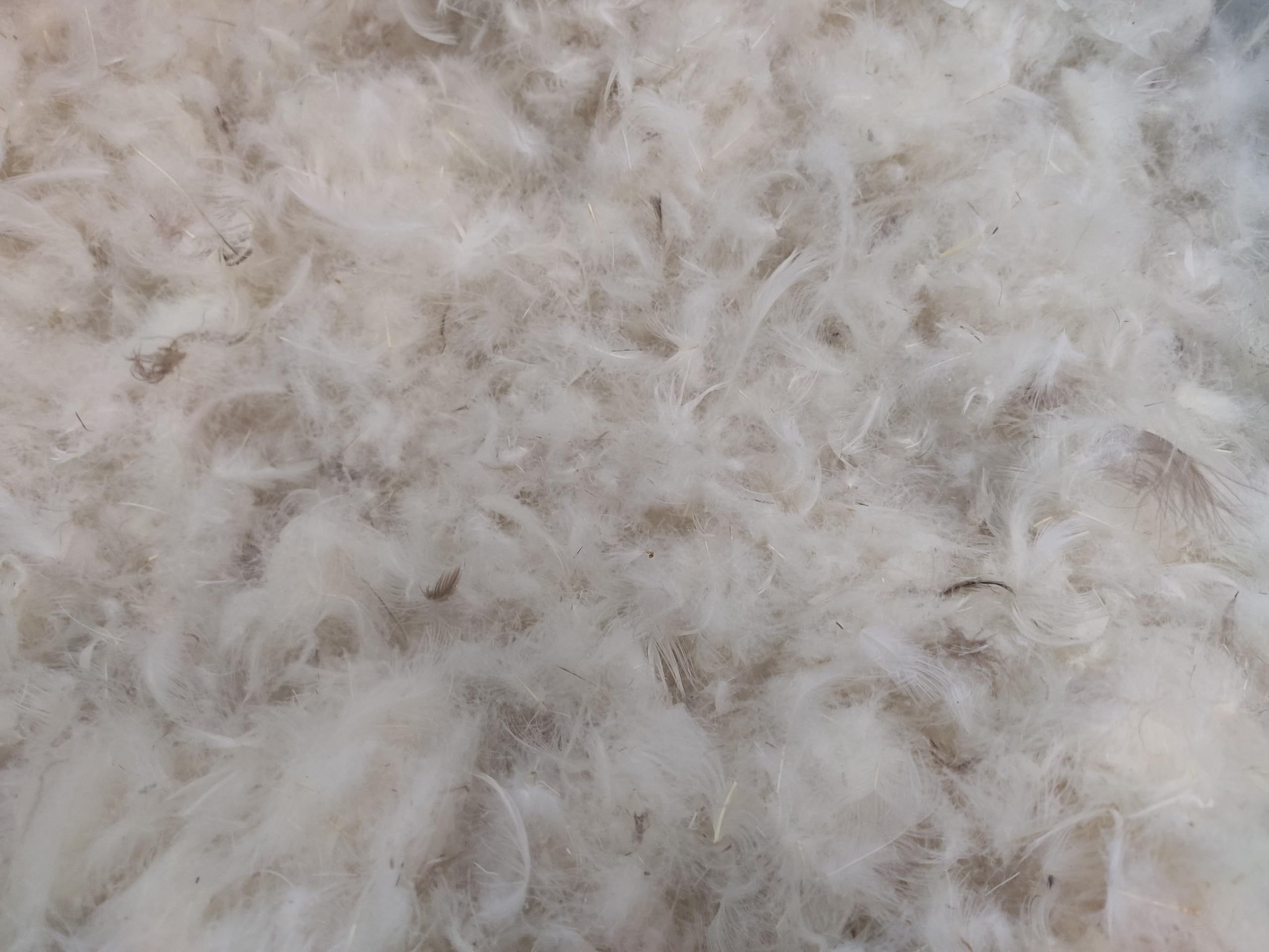 TM Maxx Federn Feder Daunen Lose Füllung für Kissen 60% Gänsedaunen 40% Gänsefedern Kissenfüllung Grundpreis für 1Kg -59,99Euro