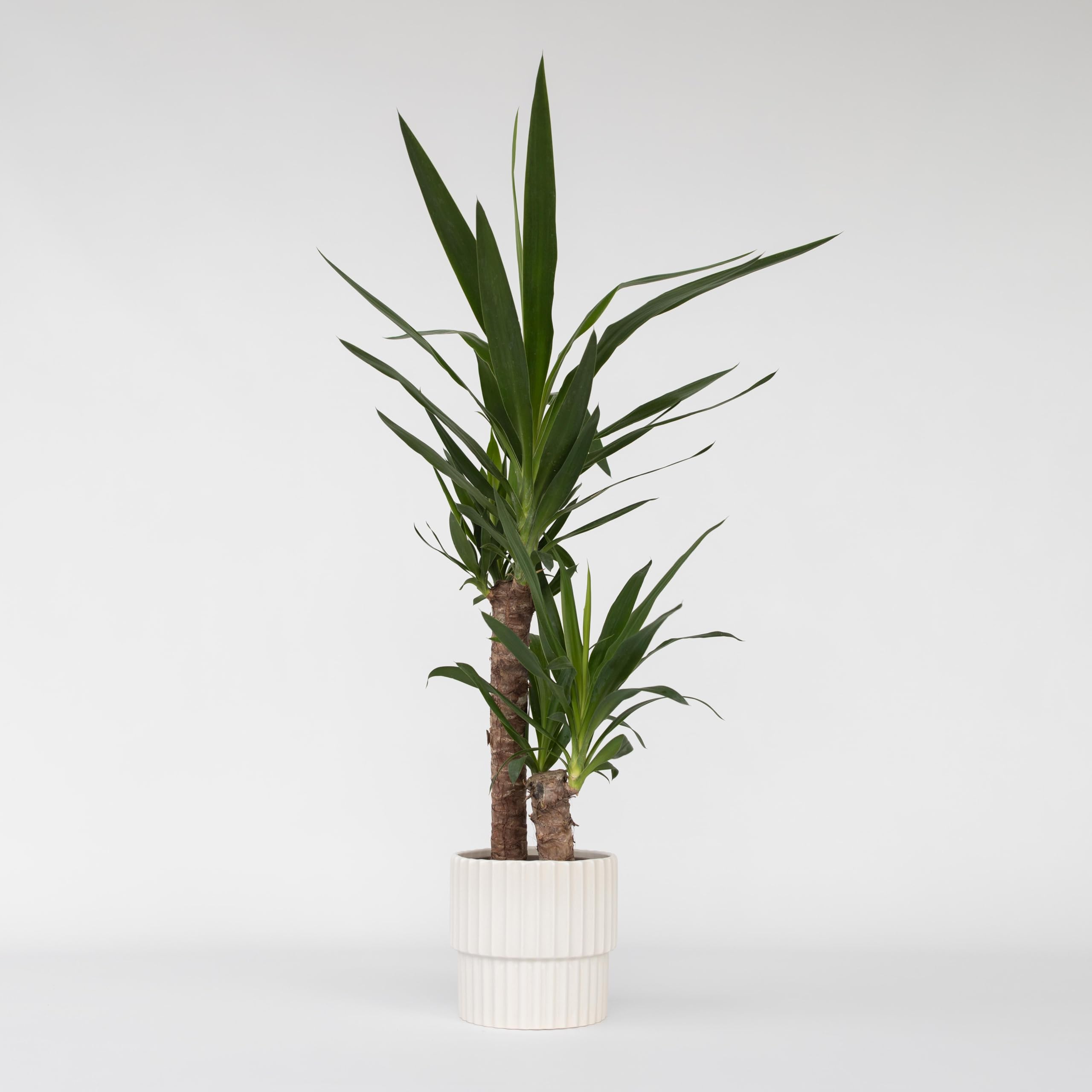 Plant in a Box - Yucca Éléphantipes - Plante d'intérieur - Pied d'éléphant - Pot 17cm - Hauteur 70-80cm