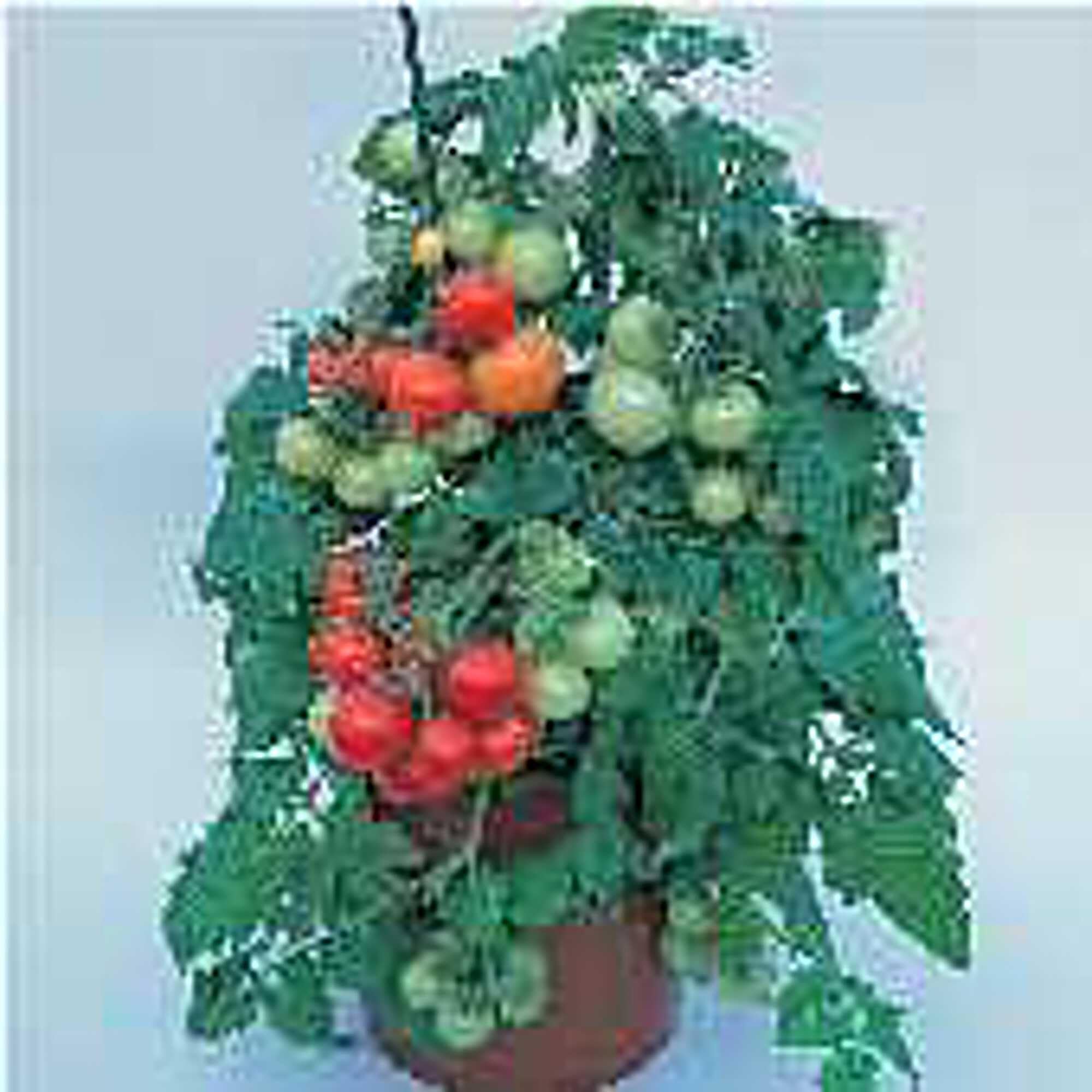 Totem Tomato Seeds (95 Seeds) Seeds for Planting, Farm, Growing in Garden, Greenhouse, Vegetable, Fruit