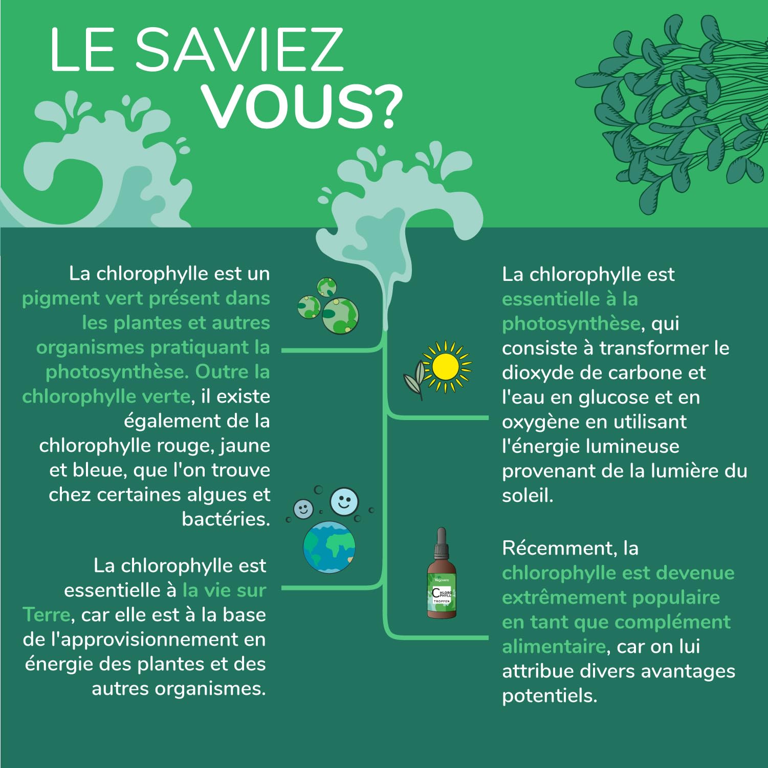 Chlorophylle Liquide en Gouttes | Dosage Elevé : 300 mg | Flacon 60 ml | Detox + Digestion | Source Naturelle : Luzerne | Sans Arômes ni Additifs | VEGAN | Vegavero®