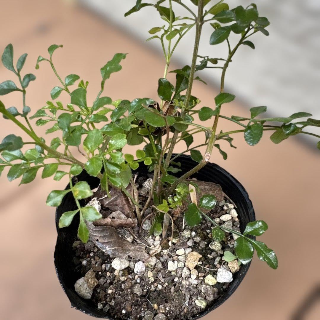 Amazon｜シマトネリコ 庭木 観葉植物 抜き苗発送｜観葉植物 オンライン通販