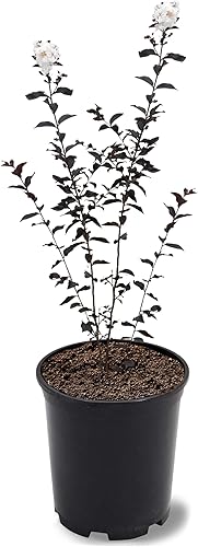 Vista 12 de American Plant Exchange Black Diamond Shell Pink Crape Myrtle Tree Live, maceta de 1 galón, 1-1.5 pies de alto, flores rosas vibrantes, tolerantes a