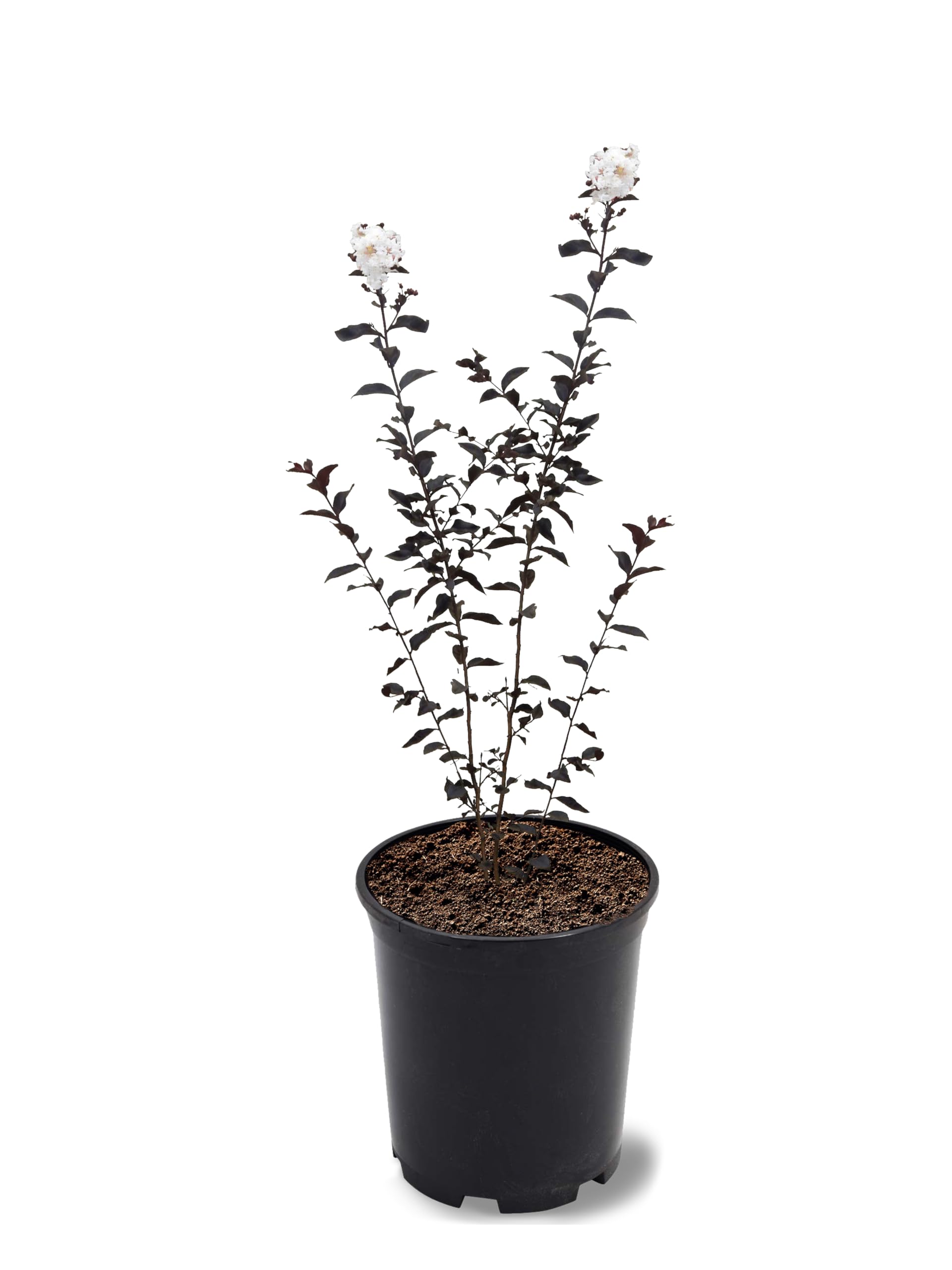 American Plant Exchange Lunar Magic Crape Myrtle