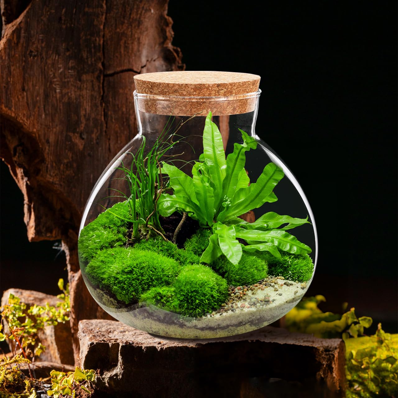 Happyyami Pflanzen Terrarium Micro Landschaft Flasche Klar Glas Anlage Terrarium Container aus Glasflasche Fisch Tank mit korkdeckel DIY Vase 15cm