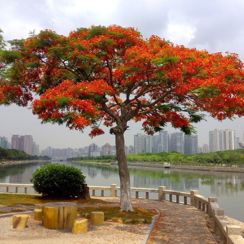HVdsyf 10 Pcs Delonix Regia Seeds Outdoor Bonsai Flamboyant Flame Tree Garden Plant