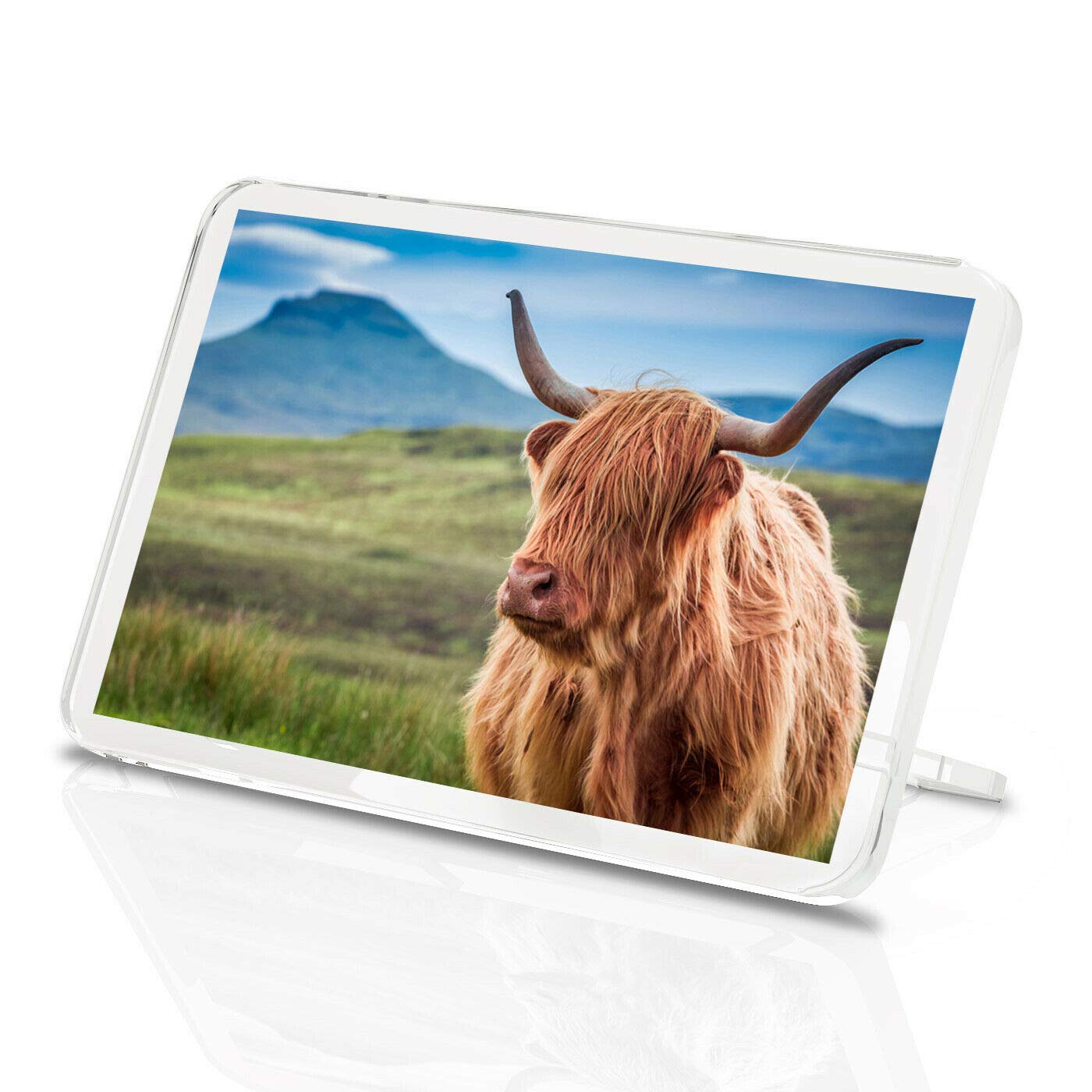 Hairy Highland Cow Classic Fridge Magnet - Cattle Scotland Animal #15762
