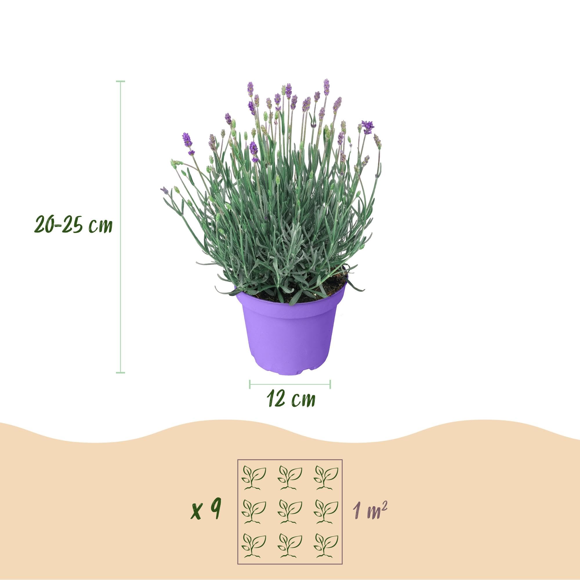 Piante di Lavanda Munstead da Giardino, Viola, Set da 9 Piante, Vaso 12cm