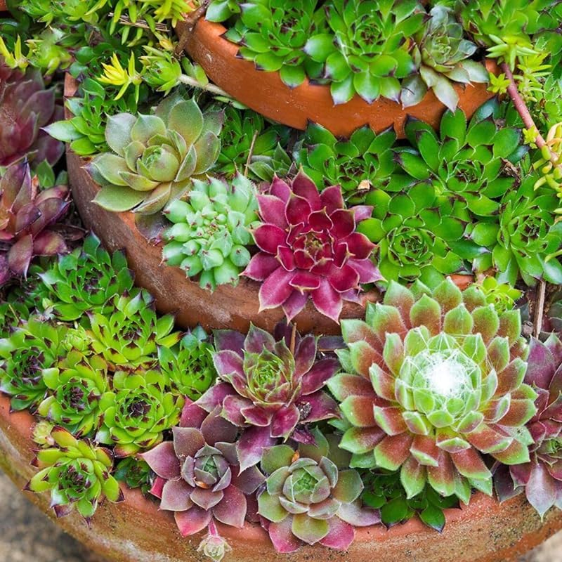 3 Hens and Chicks Succulent Plants Live Outdoor Indoor 2 Inch Pot, Hens & Chicks Plant Live Houseplant, 3 Different Plants