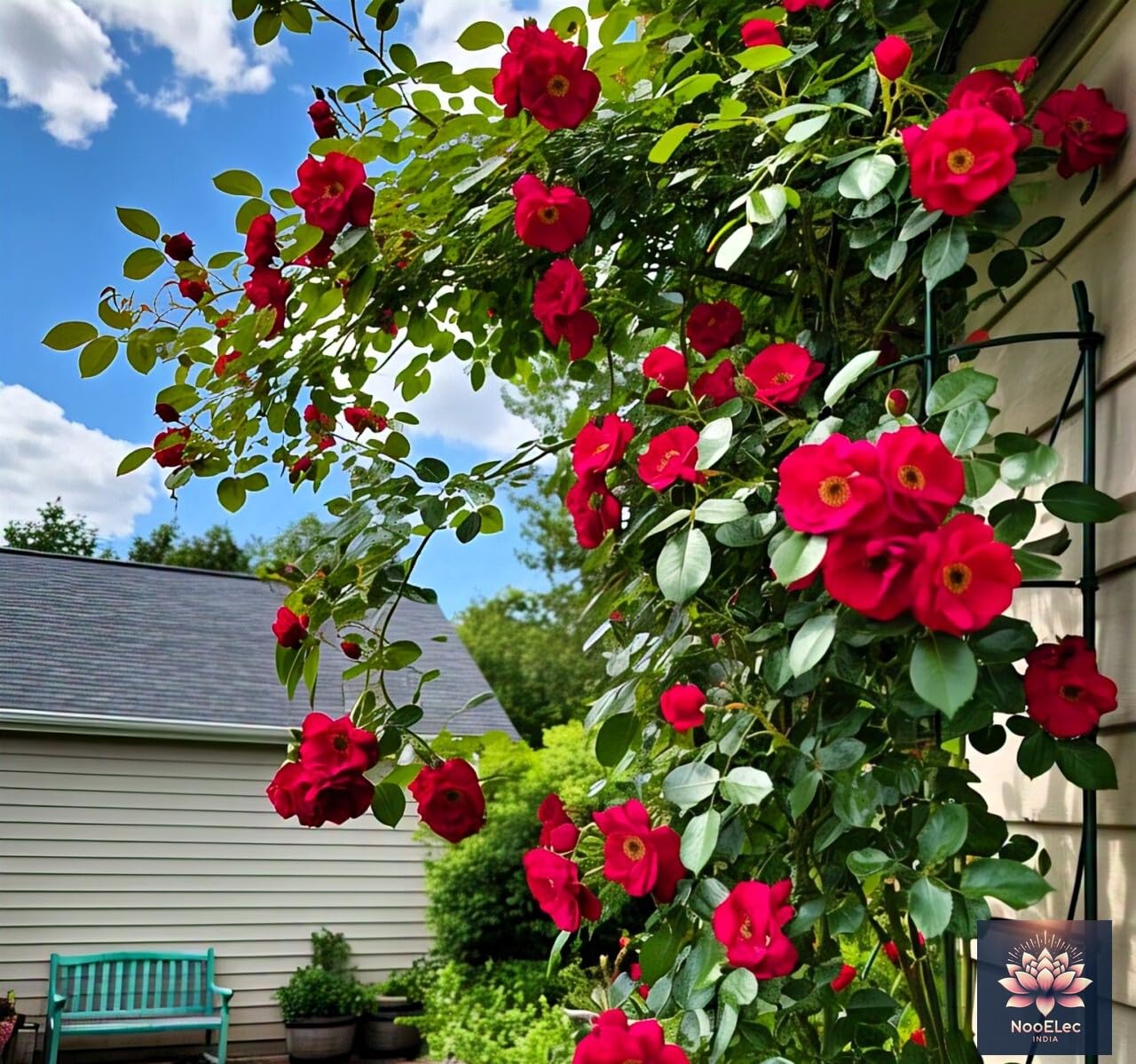 NooElec Seeds India Climbing Rose Flower Seeds, 60 Seeds Pack - Hybrid, Year-Round Blooms, Minimal Care (RED) - Image 7 thumbnail
