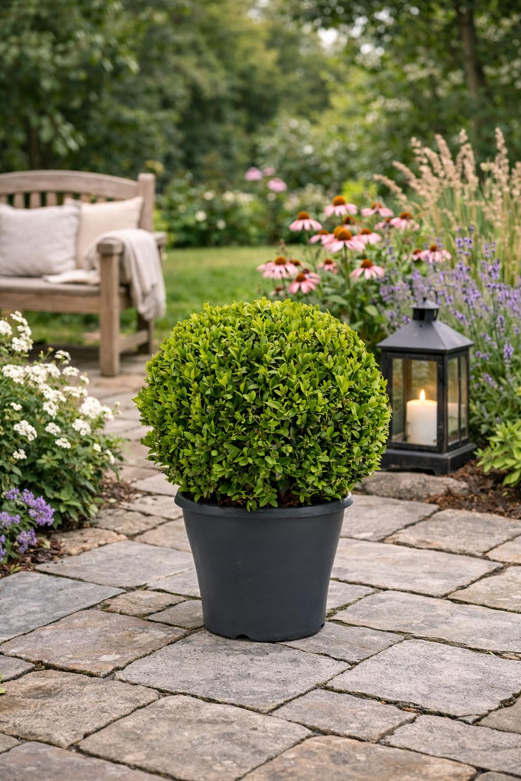 Buchsbaum Kugel Ø 35 cm – Echter Buxus sempervirens, immergrün & winterhart – Formschöne Garten-Deko für Beet, Terrasse & Eingangsbereich