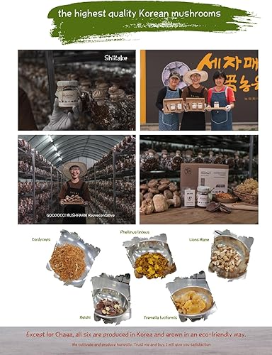 Miniatura 4 de Suplemento en polvo de hongos K-Food 7 con Phellinus linteus, Red Reishi, melena de león, Cordyceps, Chaga, Shiitake, Tremella fuciformis,