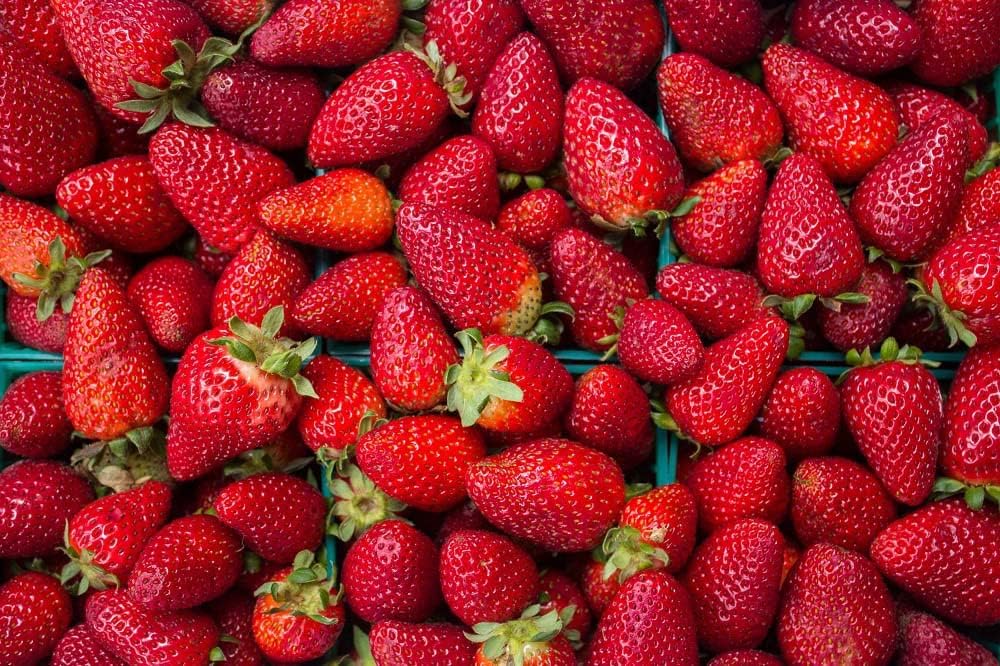 Everbearing Tarpan Strawberry - Hot Pink Flower - Fragaria - 4 Plants/2.5" Pots