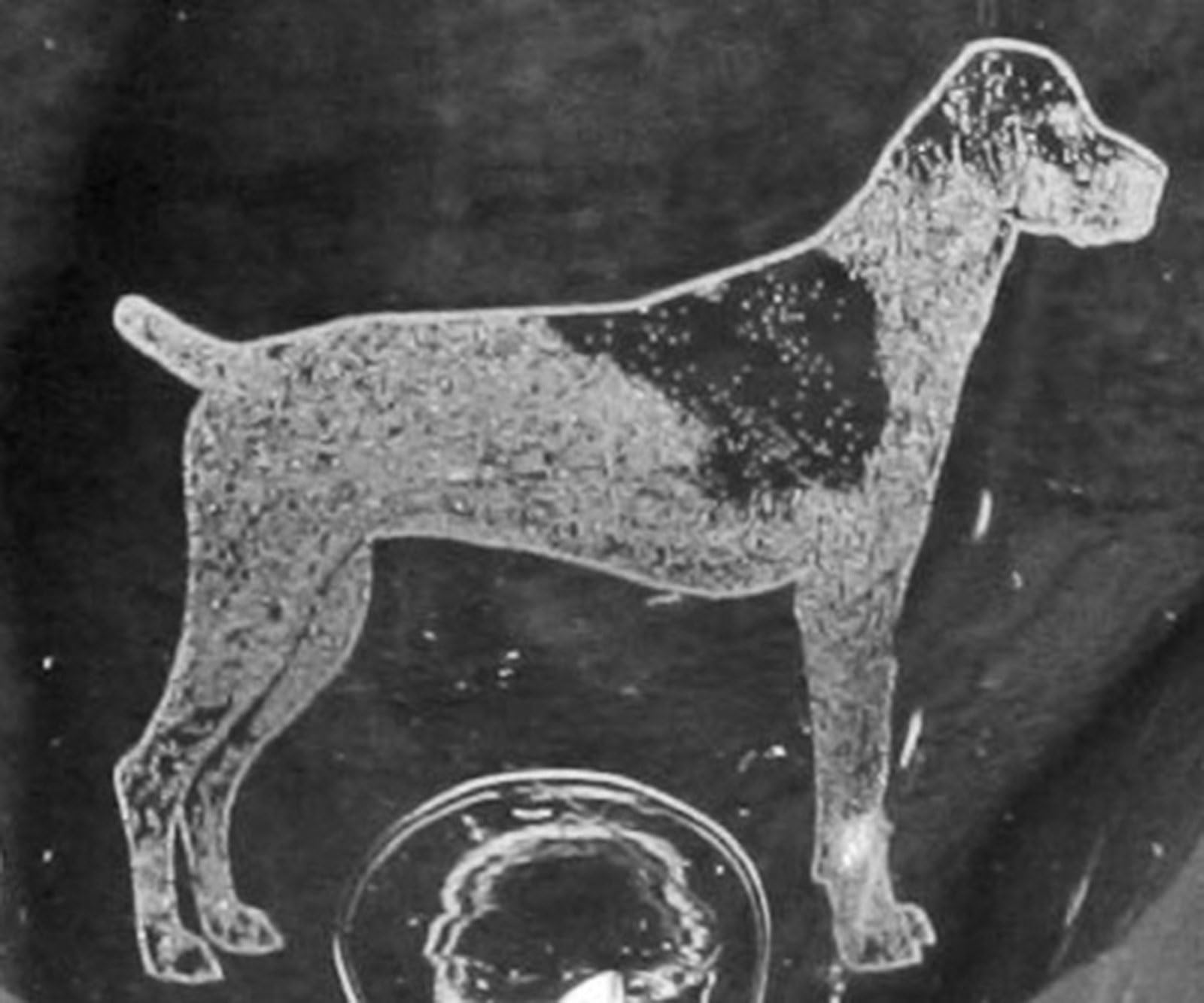 German Shorthaired Pointer Dog Laser Etched Double Old Fashioned Whiskey Glass Set (2, DOF)