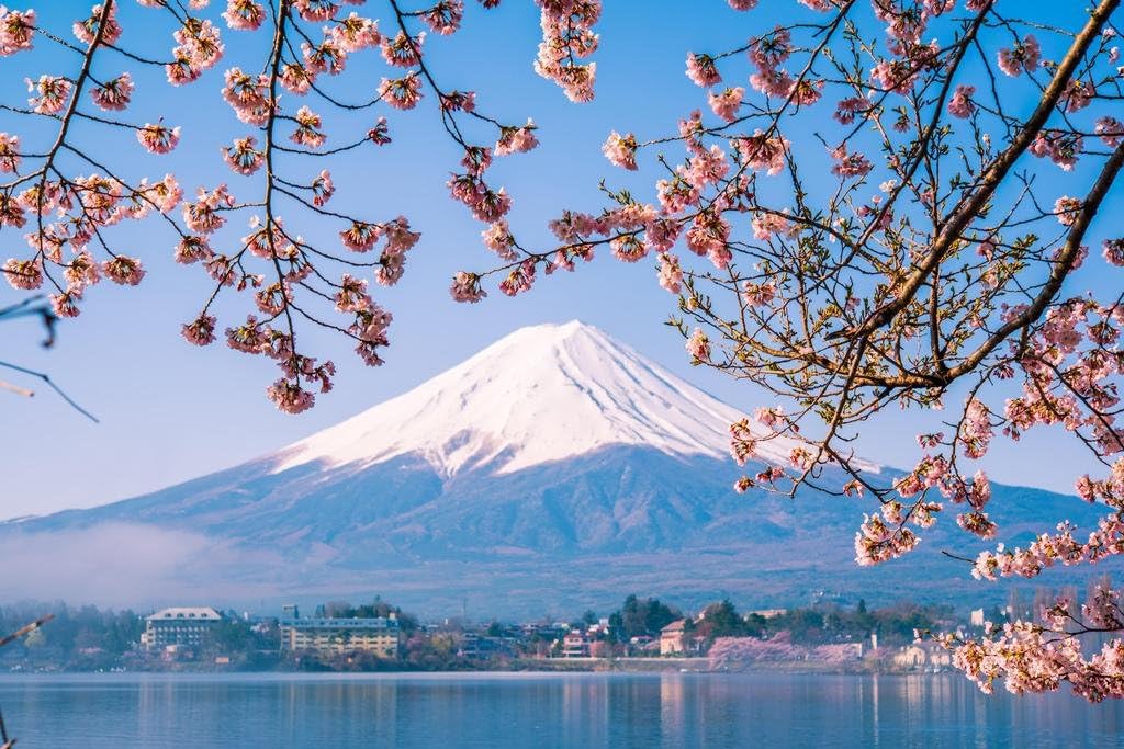 Laminated Mount Fuji and Cherry Blossoms Photo Photograph Poster Dry Erase Wall Art 24x36