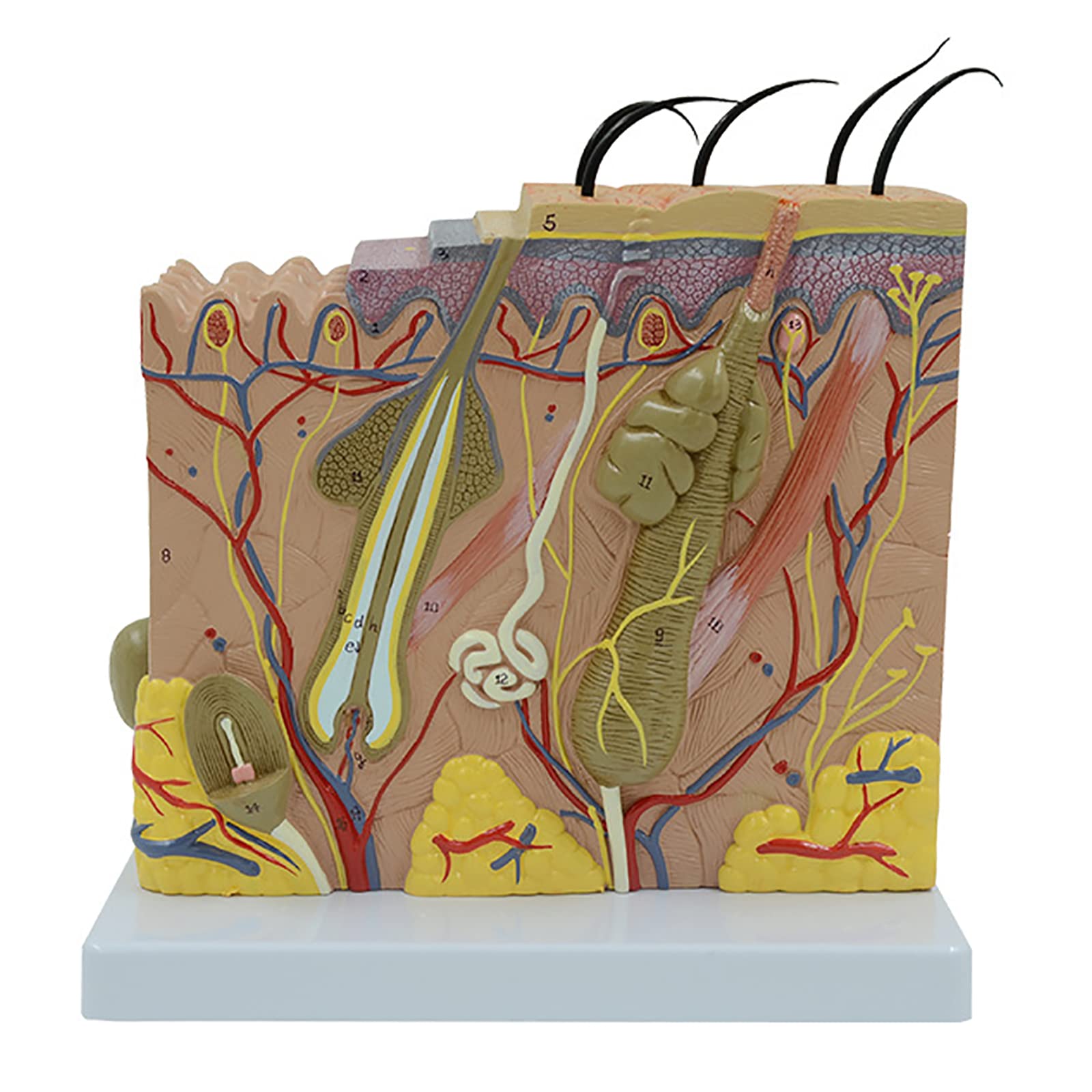 ERICAT 70X Anatomical Skin Model, Skin Layer Structure Model, Human Skin Anatomy Model, Shows Hair Sebaceous Glands Sweat Glands and Nerve Endings, Hand Paint and Durable, for Schools, Hospital