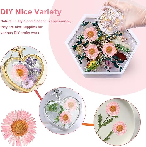 Miniatura 5 de 60 flores rosadas secadas vestidas para decoración de resina, flores secas naturales, aguja crisantemo para lámpara de escritorio, manualidades,