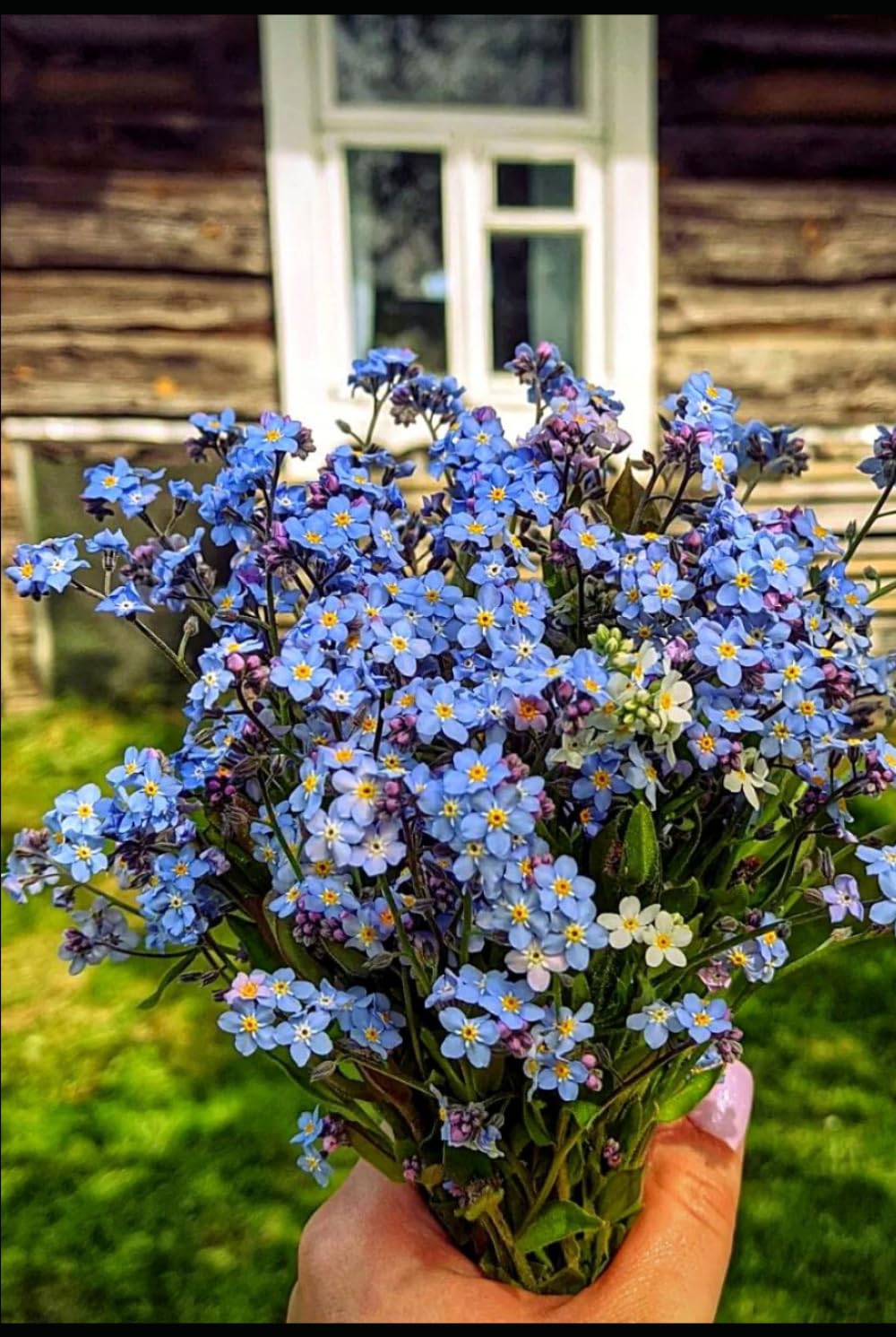 Forget-me-nots