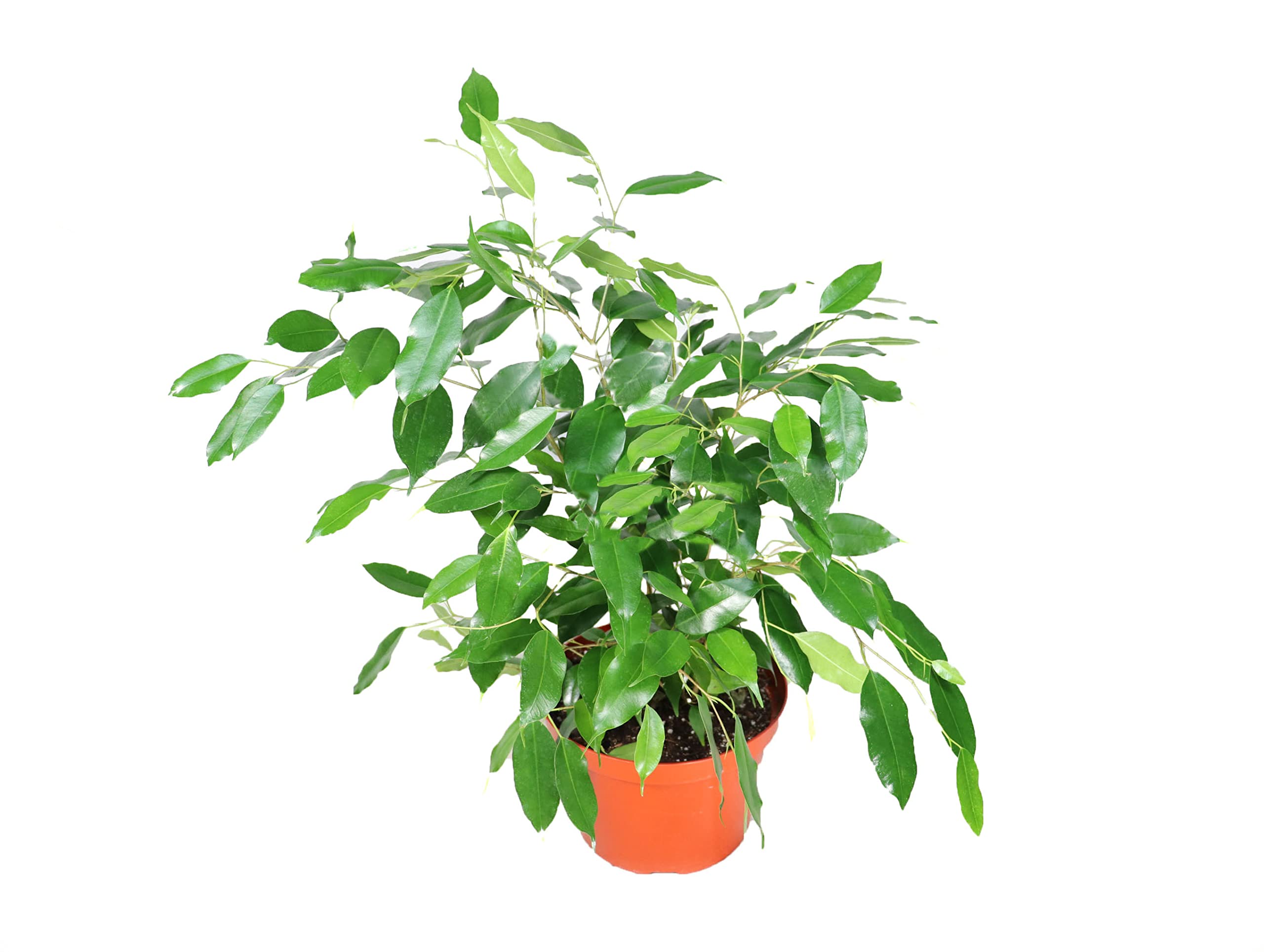 Ficus Benjamina Non-Variegated - 8" from California Tropicals