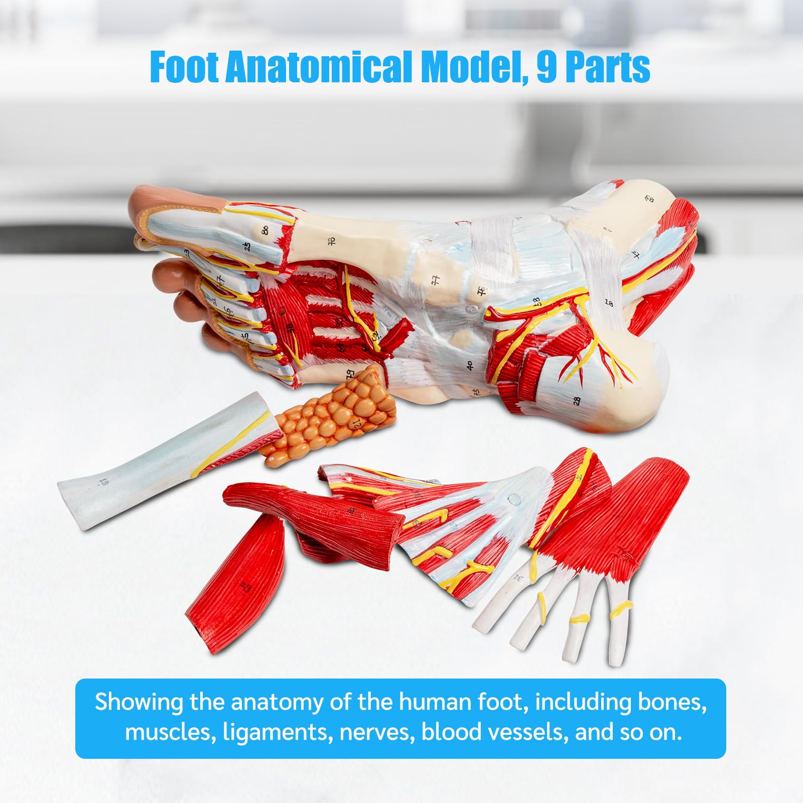 Modelo anatómico del pie tamaño natural, modelo anatómico del pie con marcas numéricas y descripciones textuales, 9 piezas extraíbles, para estudiantes de estudio de medicina (anatomía del pie 1:1)