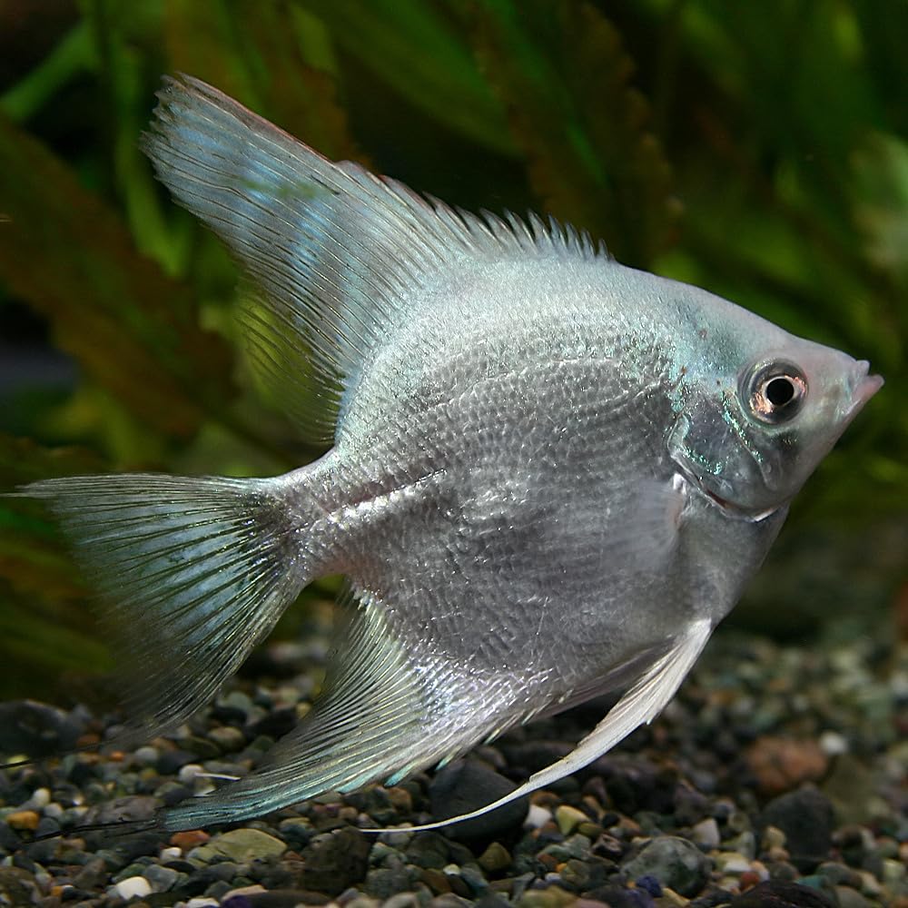 Amazon | 熱帯魚 生体)メタリックブルーエンゼルフィッシュ （約