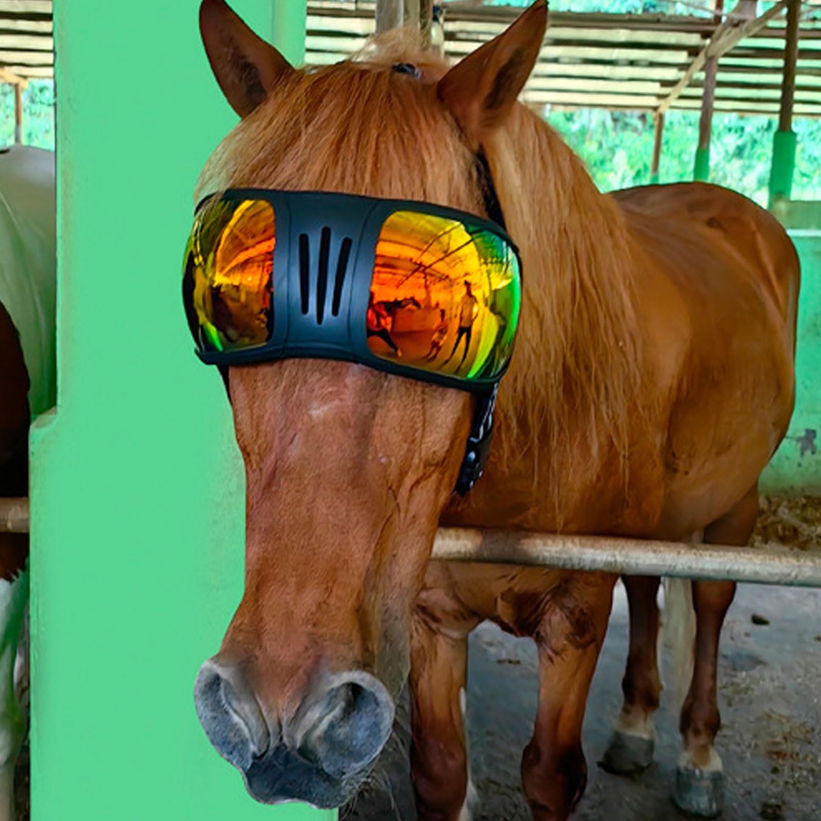 PUSOKEI Gafas de Carreras de Caballos, Gafas Deportivas a Prueba de Viento y, de Sol Protectoras para Caballos con Correa Ajustable para Suministros de Arnés