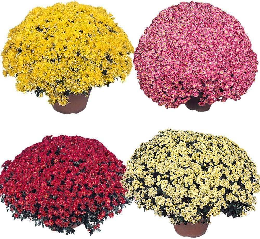 八雲梅菊　お好み重　6個セット 菊型小鉢 瀬戸焼 1,290円(税込)〜 – うめきち盆栽用品店