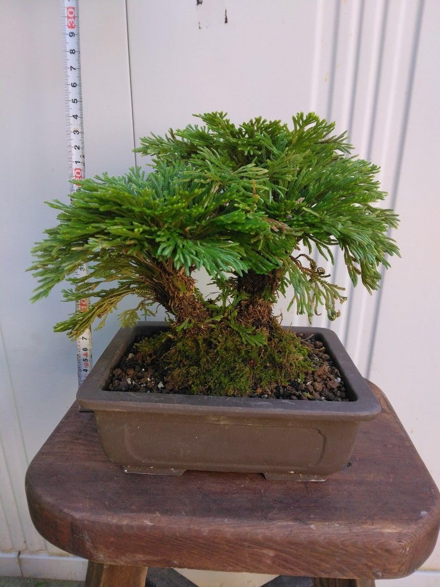 イワヒバ（岩松）を植える！将来は岩盤盆栽へしたいよね！ | BonGreen