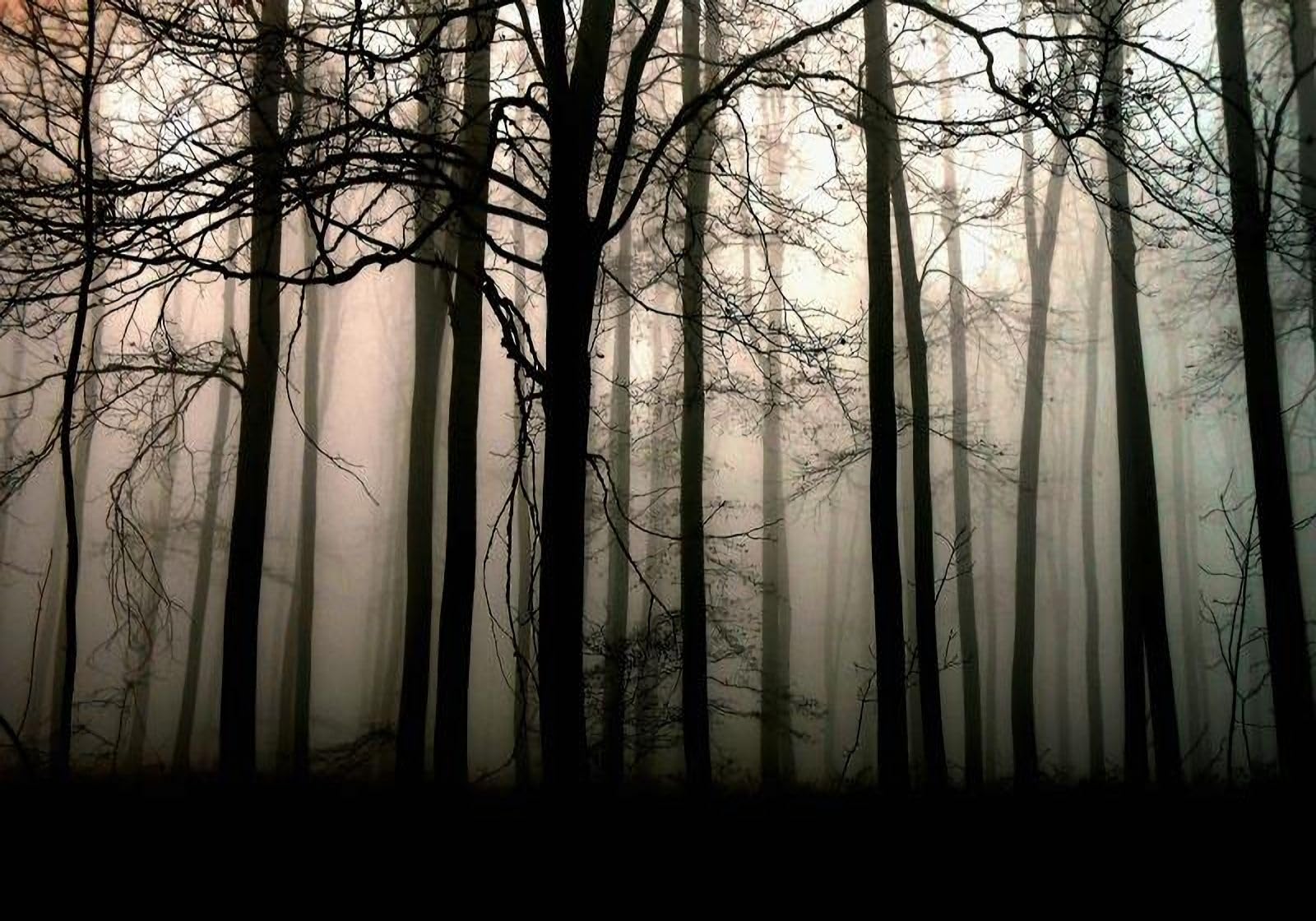 Papier Peint Noir et Blanc 3D Forêt Intissé 300x256 cm pour Grand Mur de Salon