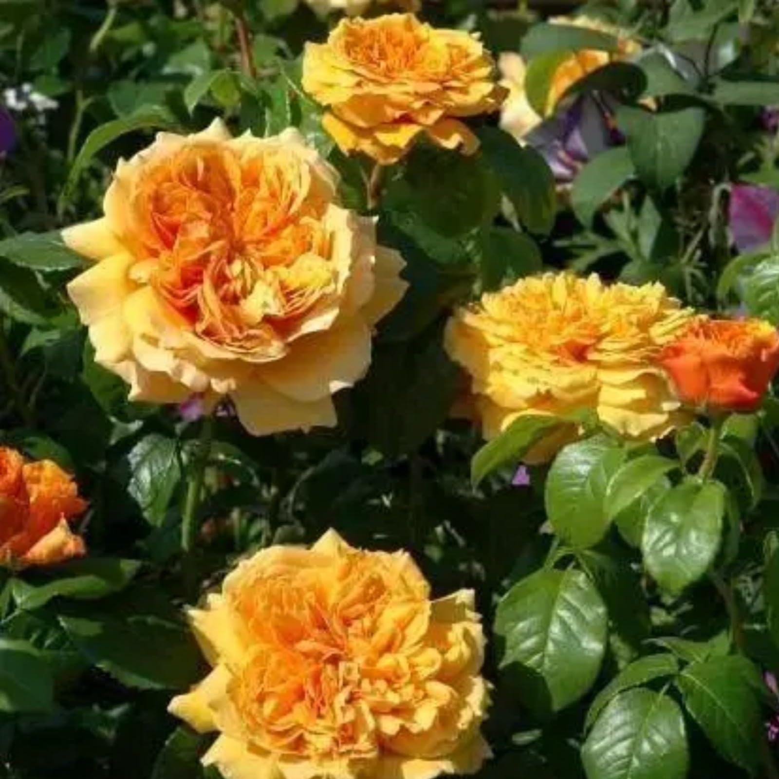 Gorgeous Rose Bulbs Mix UK,Flowering Rhizome,Iridescent,Excellent Display,Perennial,Hardy,Good for Containers,Balcony Garden Bulbs.-2bulbs- Yellow
