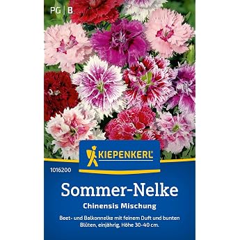 Kiepenkerl Summer Clove Seeds Chinensis Mix 1016200 - Annual Flower Seeds with a Growth Height of 30 to 40 cm and Content for 80 Plants - Seeds