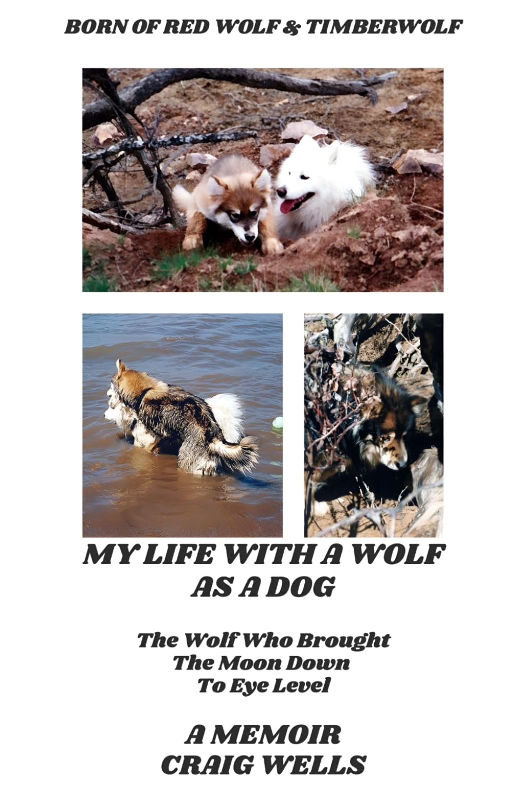 MY LIFE WITH A WOLF AS A DOG: The Wolf Who Brought The Moon Down To Eye Level